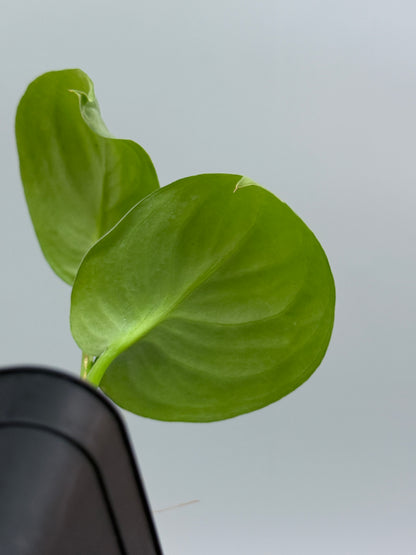 スキンダプサス sp.ジャンビ / Scindapsus sp.jambi (2)