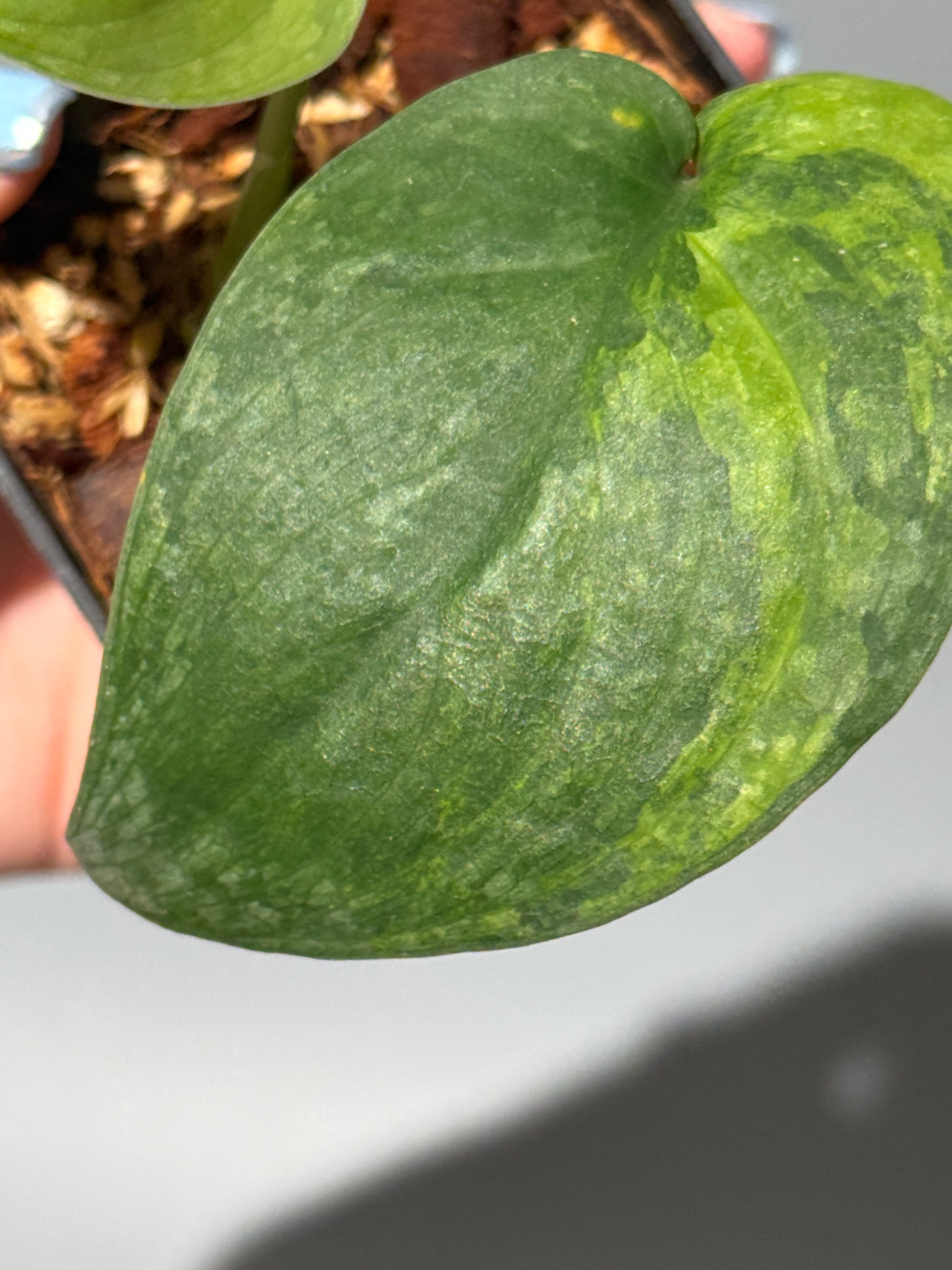 スキンダプサス グリーン ドラゴン / Scindapsus Green dorgon (1)