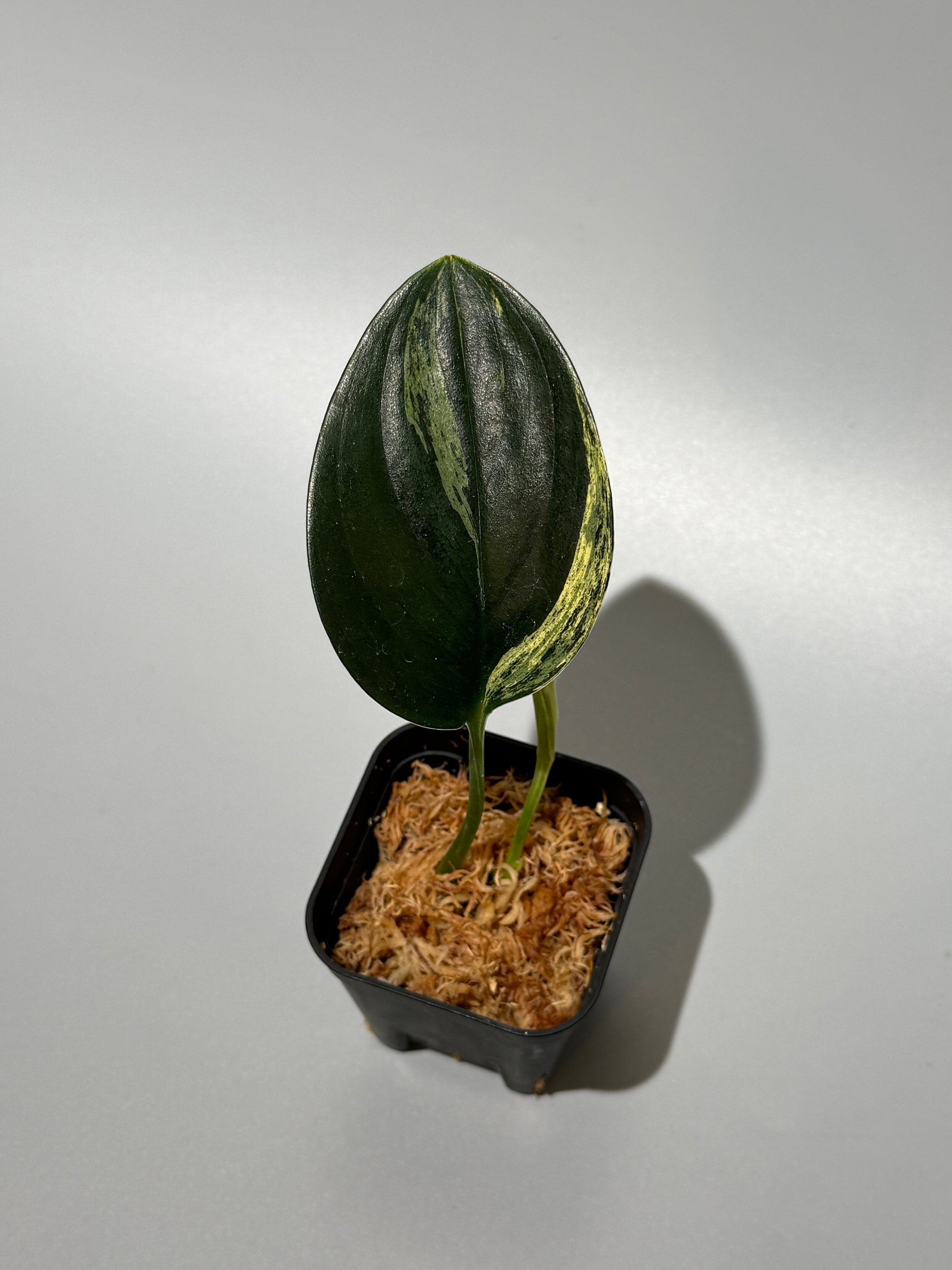 スキンダプサス トレビー ダークフォーム イエロー斑入り/Scindapsus darkform yellow var.(1)
