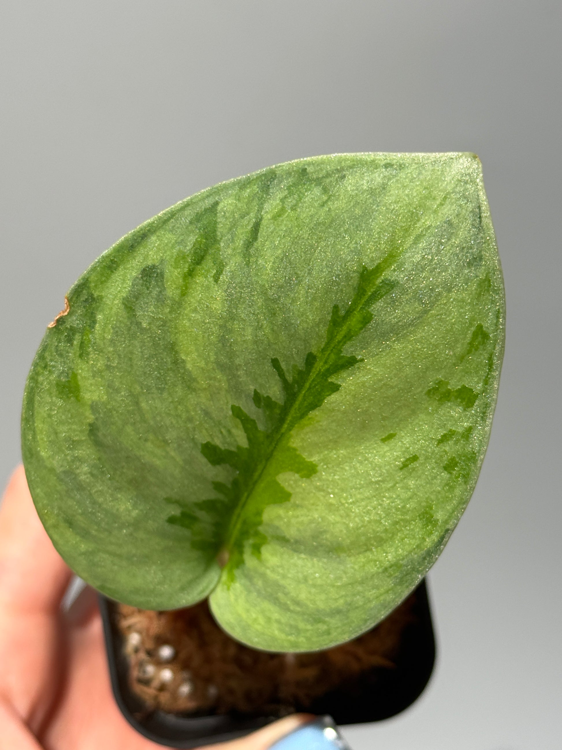 スキンダプサス ユパ / Scindapsus Yupa (1)