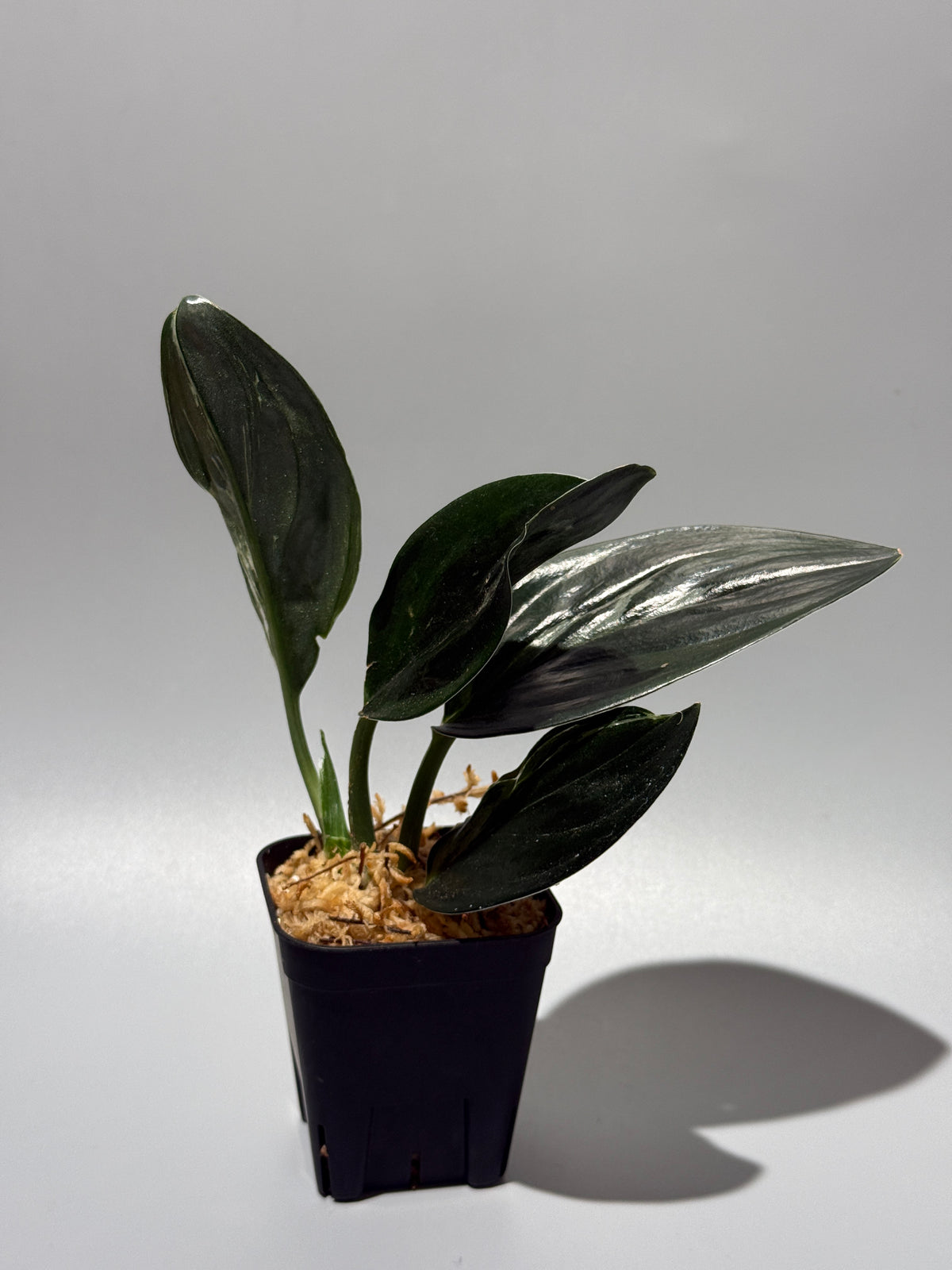 スキンダプサス トレビー ダークフォーム ミューテーション/Scindapsus Treubii darkform mutation (1)