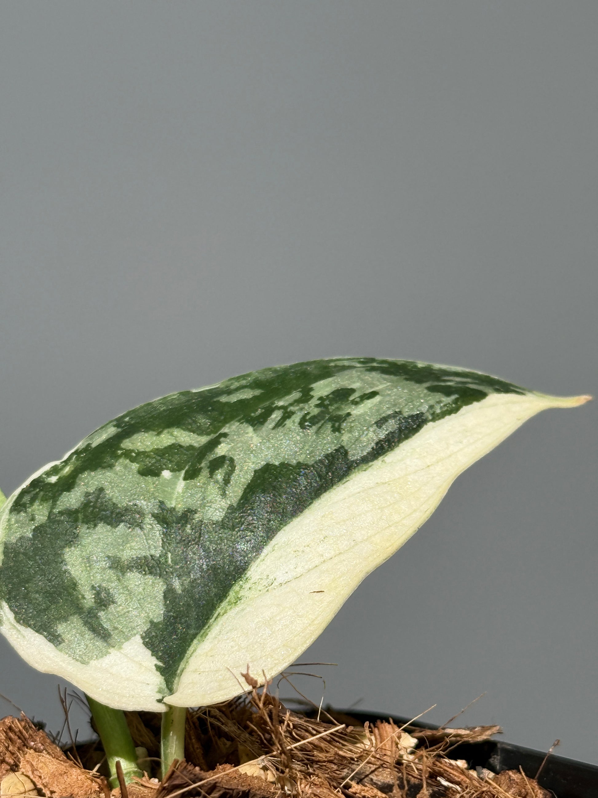 スキンダプサス マヤリ / Scindapsus mayari (1)