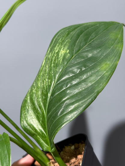 スキンダプサス ペラケンシス  / Scindapsus Perakensis (2)