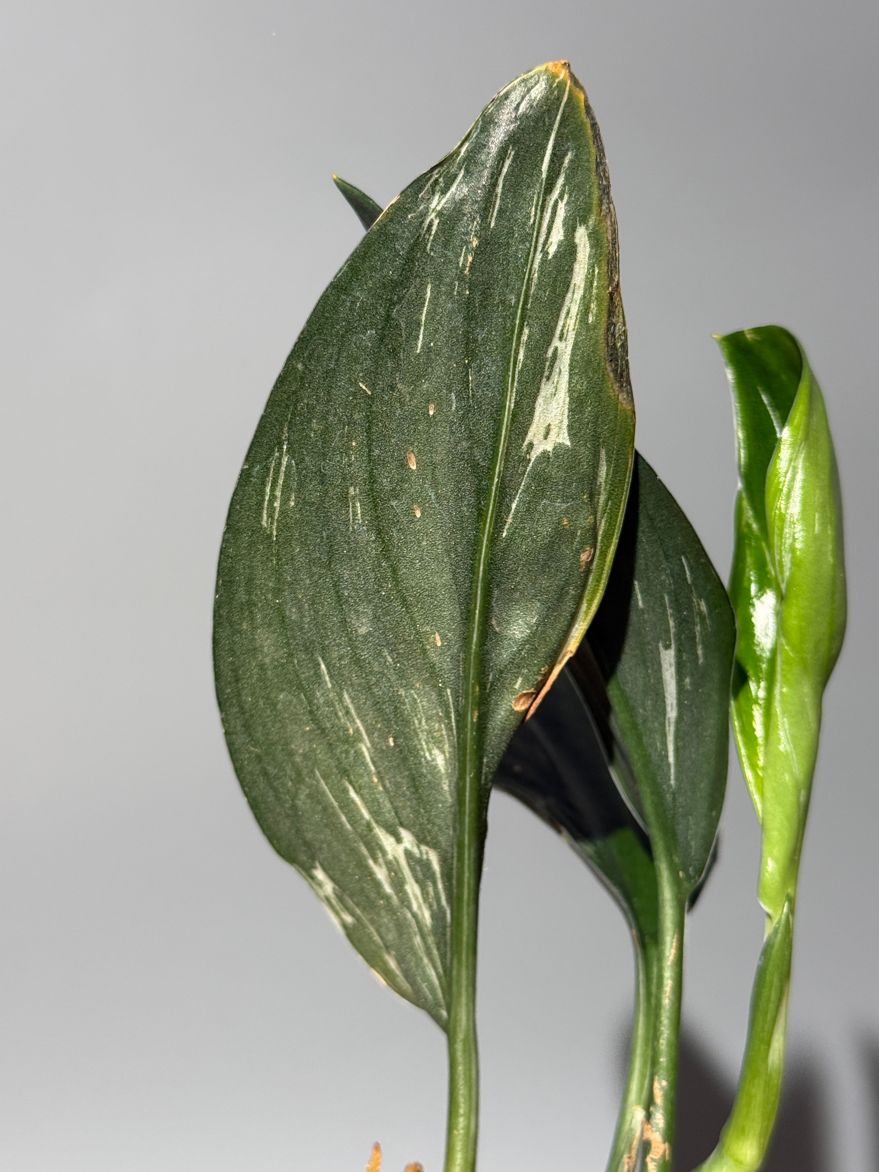 All Plants – Page 2 – Nakayama-Plants