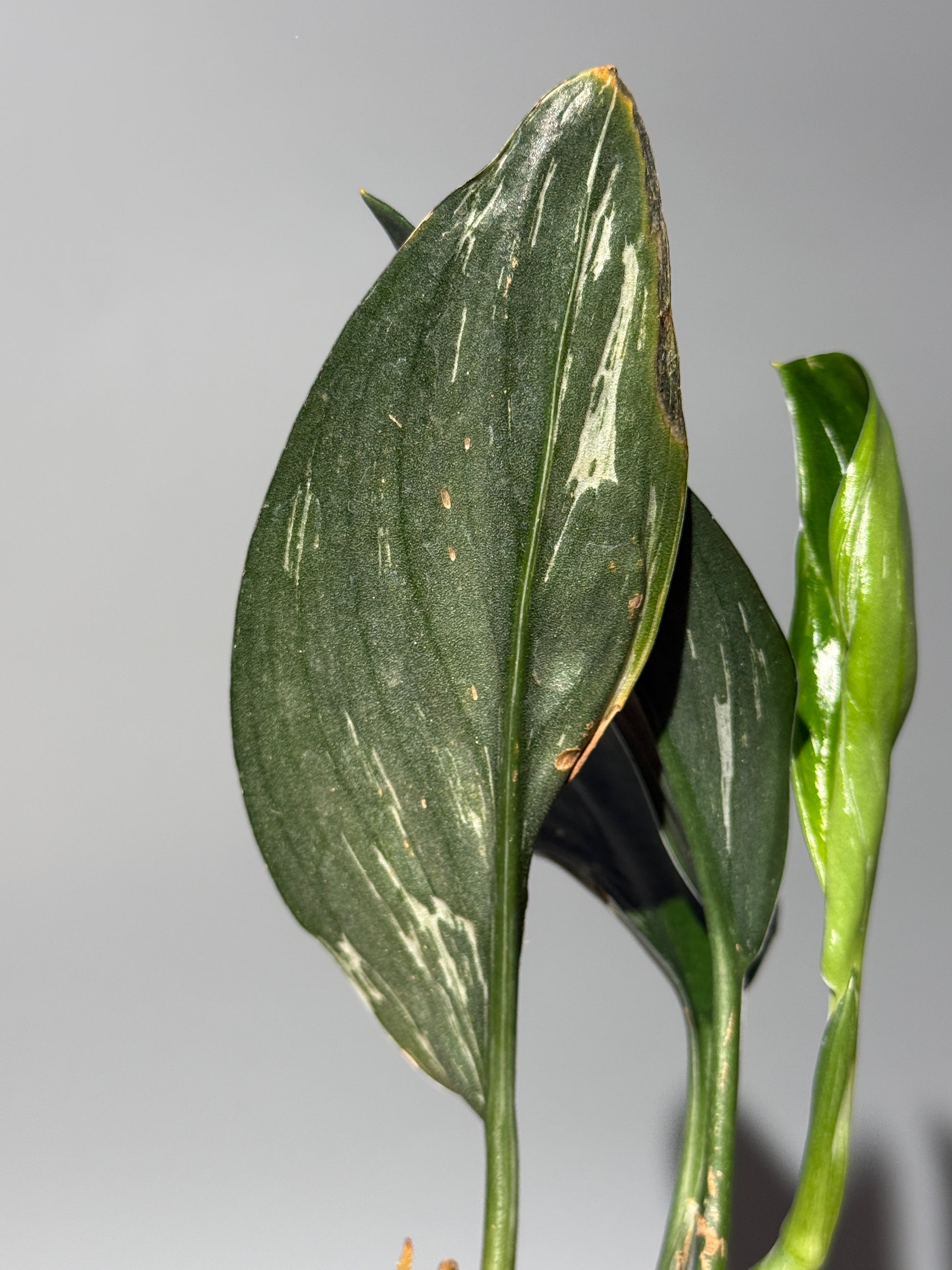スキンダプサス トレビー ダークフォーム ミューテーション/Scindapsus Treubii darkform mutation (2)