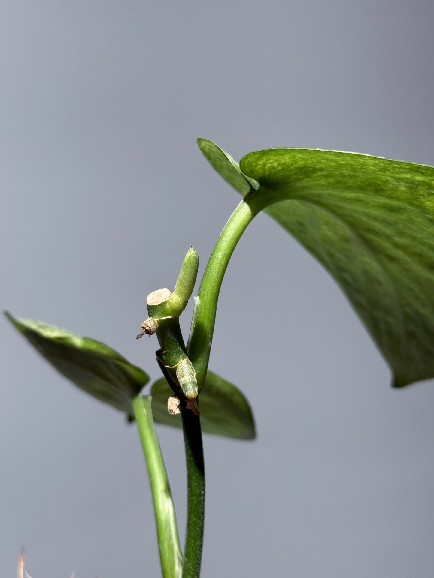 スキンダプサス エキゾチカ マーブル sp.バニュマス / Scindapsus exotica marble sp.Banyumas (1)