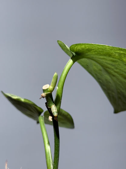スキンダプサス エキゾチカ マーブル sp.バニュマス / Scindapsus exotica marble sp.Banyumas (1)