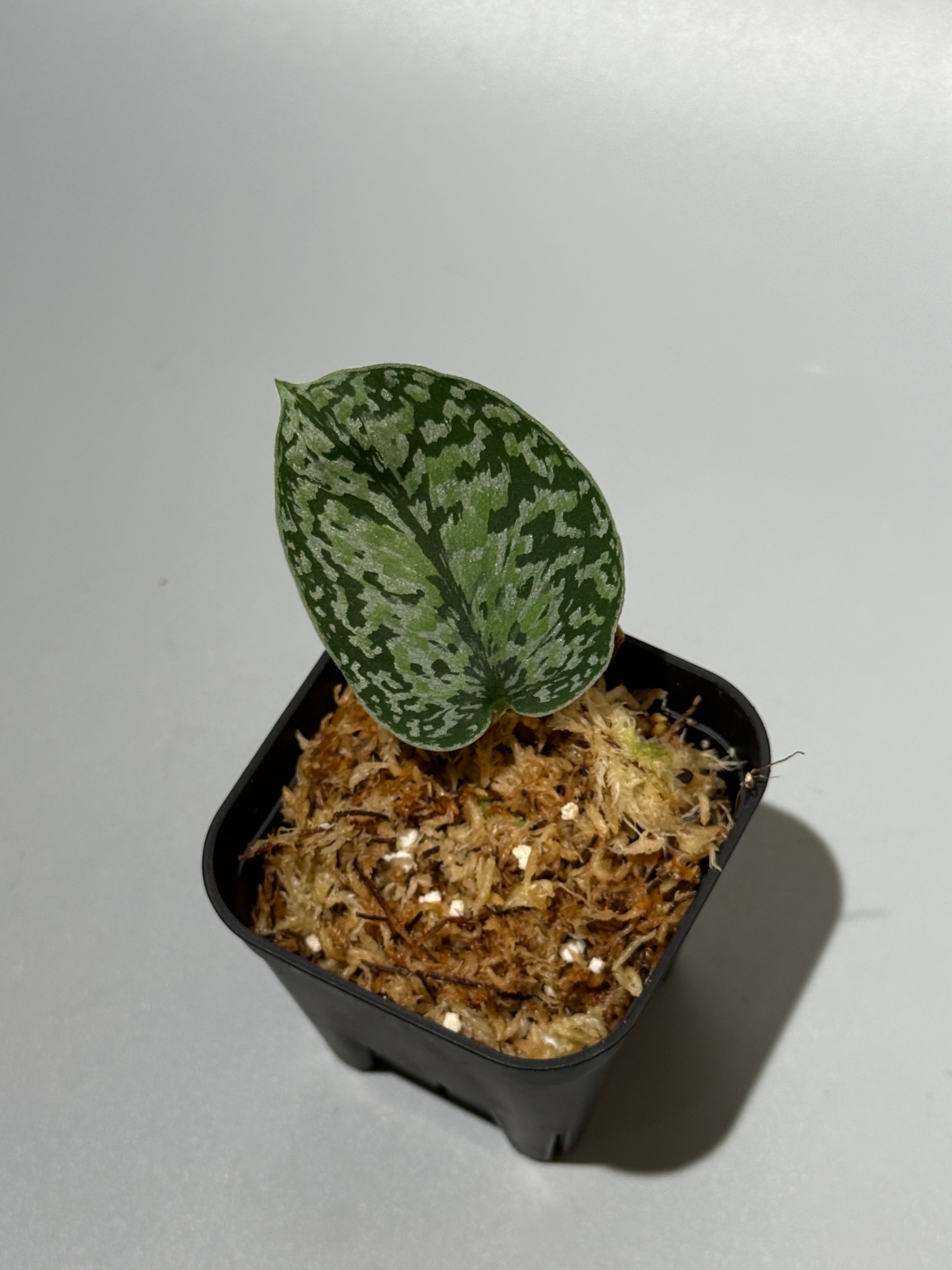スキンダプサス トリカラーシルバー プラチナム / Scindapsus Tricolor