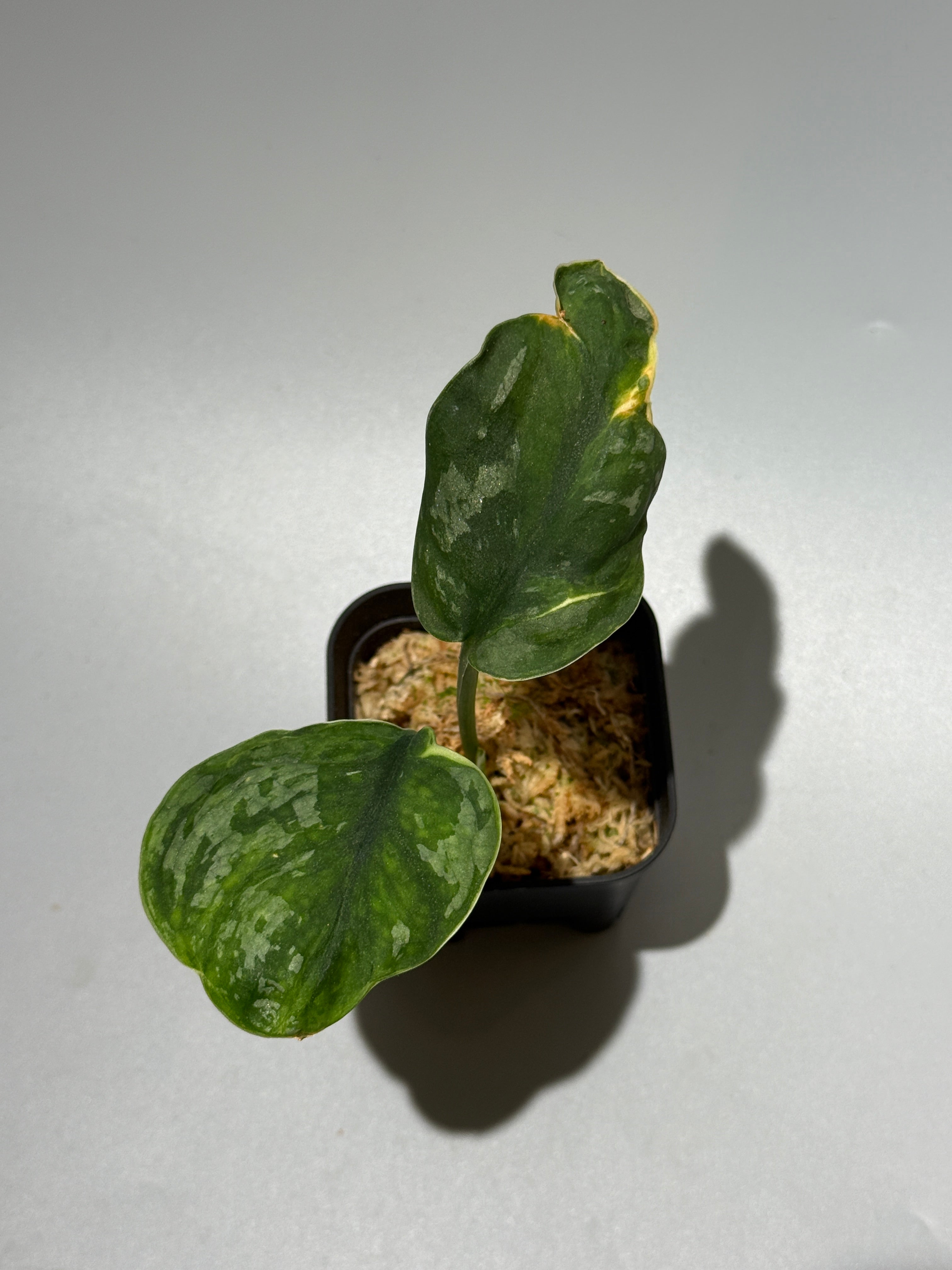 All Plants – Nakayama-Plants