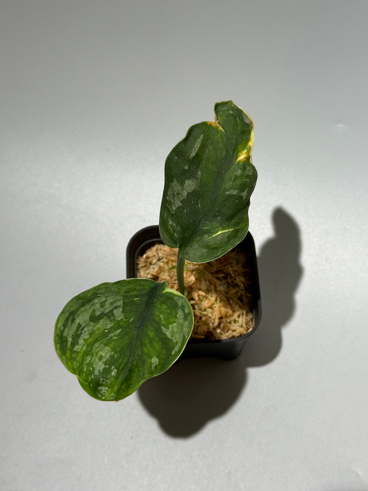 スキンダプサス イバタン  / Scindapsus Ibatan (2)
