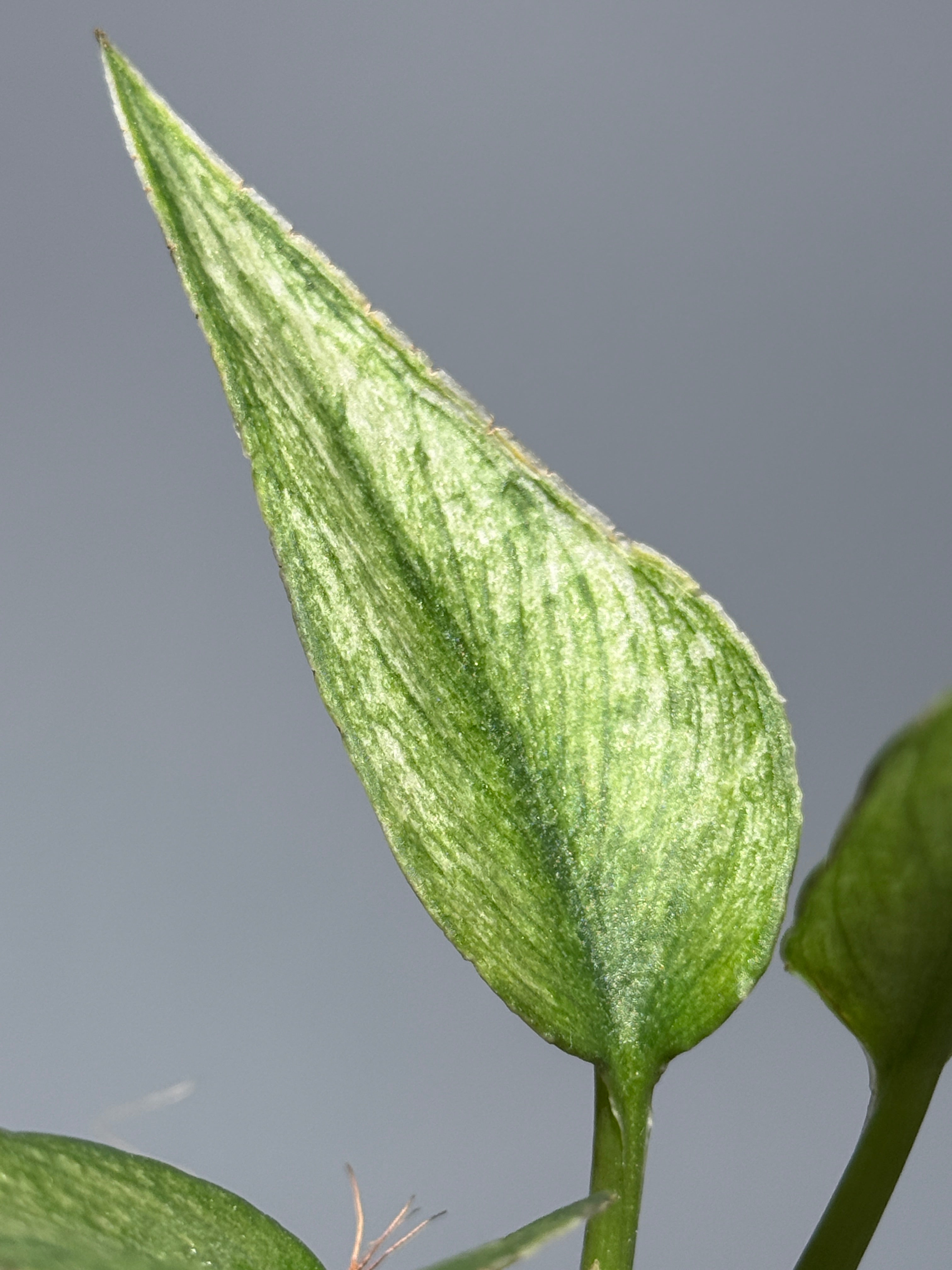 スキンダプサス パイソン ミント / Scindapsus Python mint (1