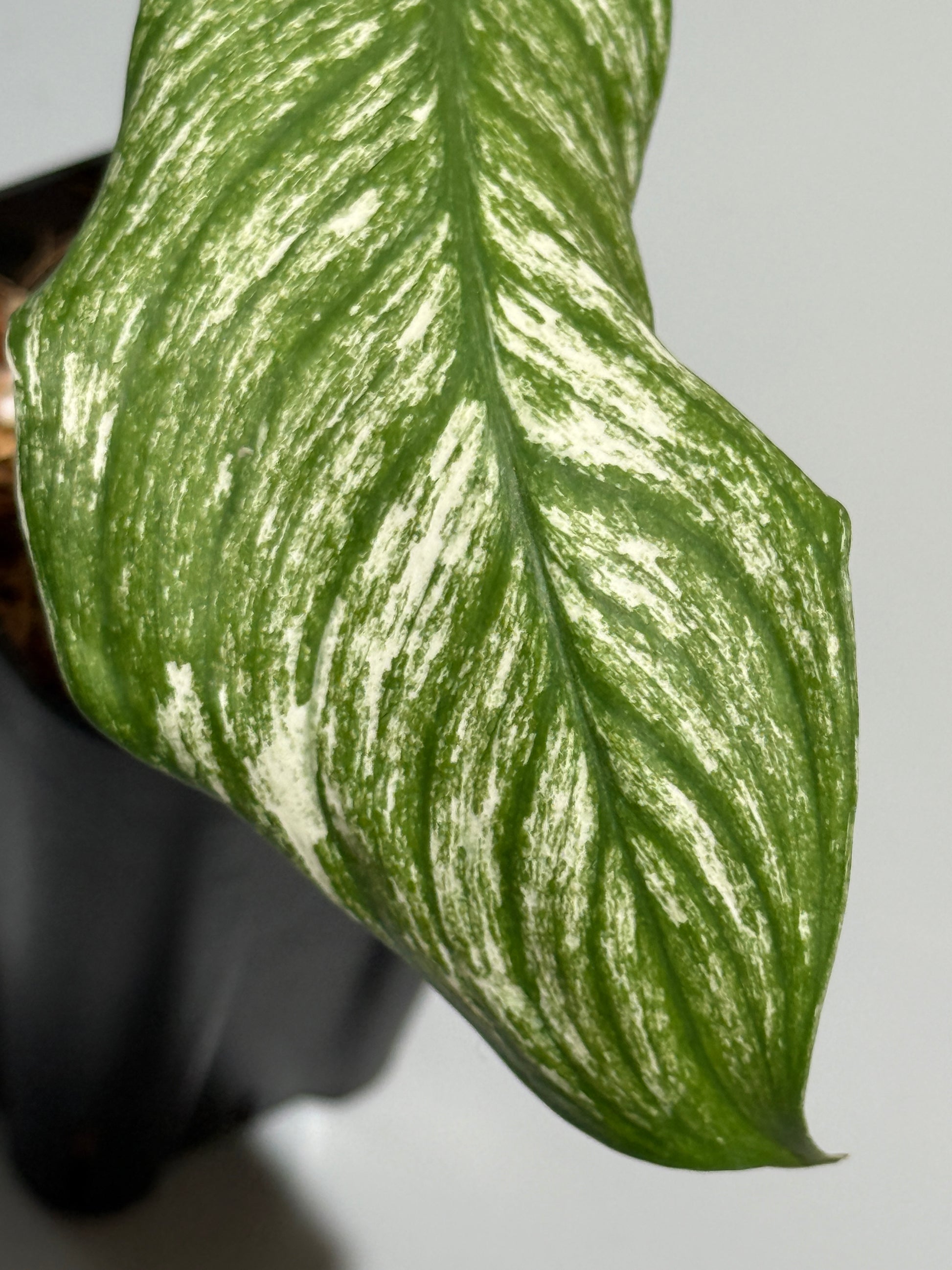 スキンダプサス ロンギピタス ミント  / Scindapsus Longistiptatus mint (1)