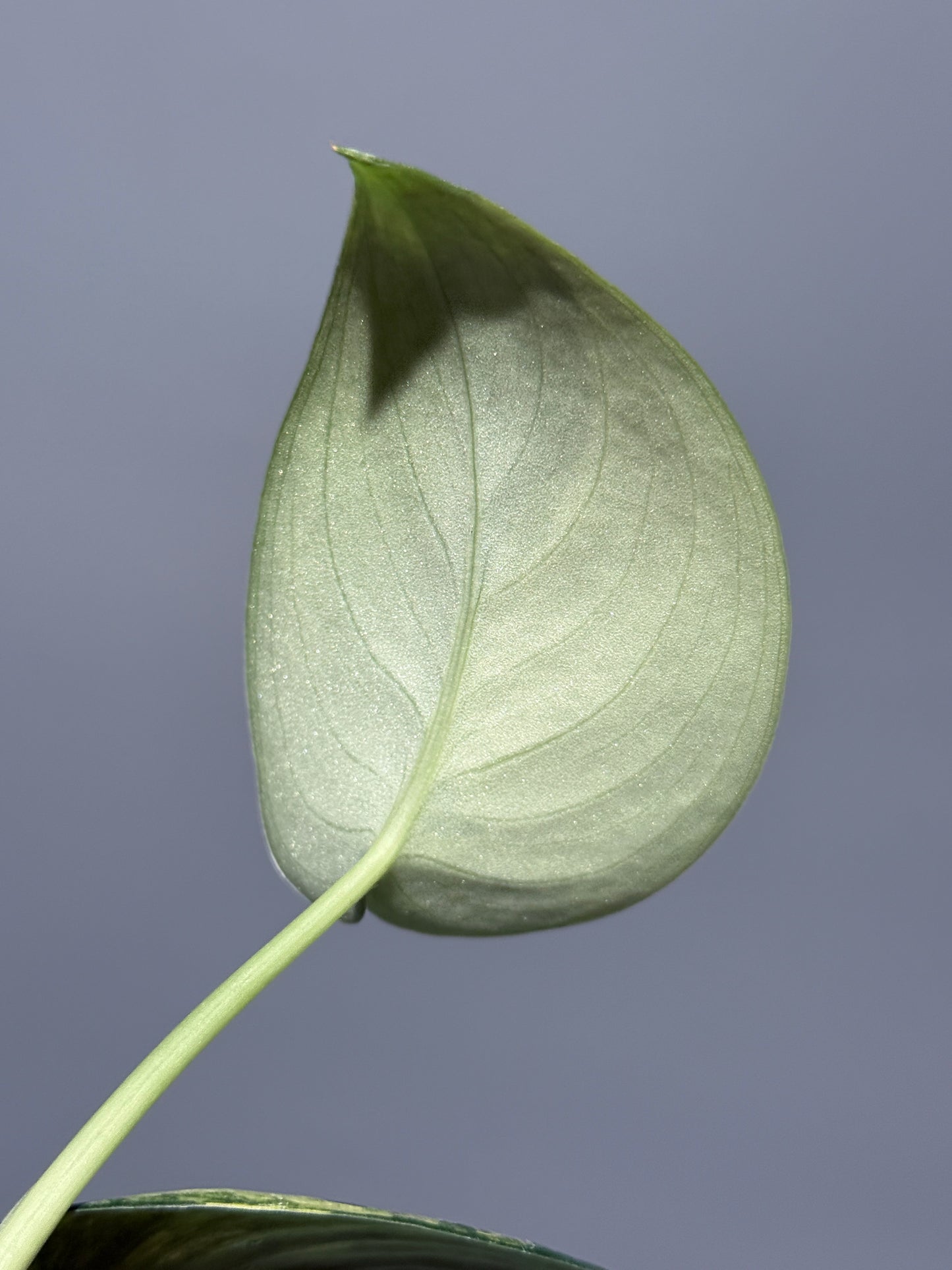 スキンダプサス ジェイドサテン オーレア  / Scindapsus jadesatin aurea (2)