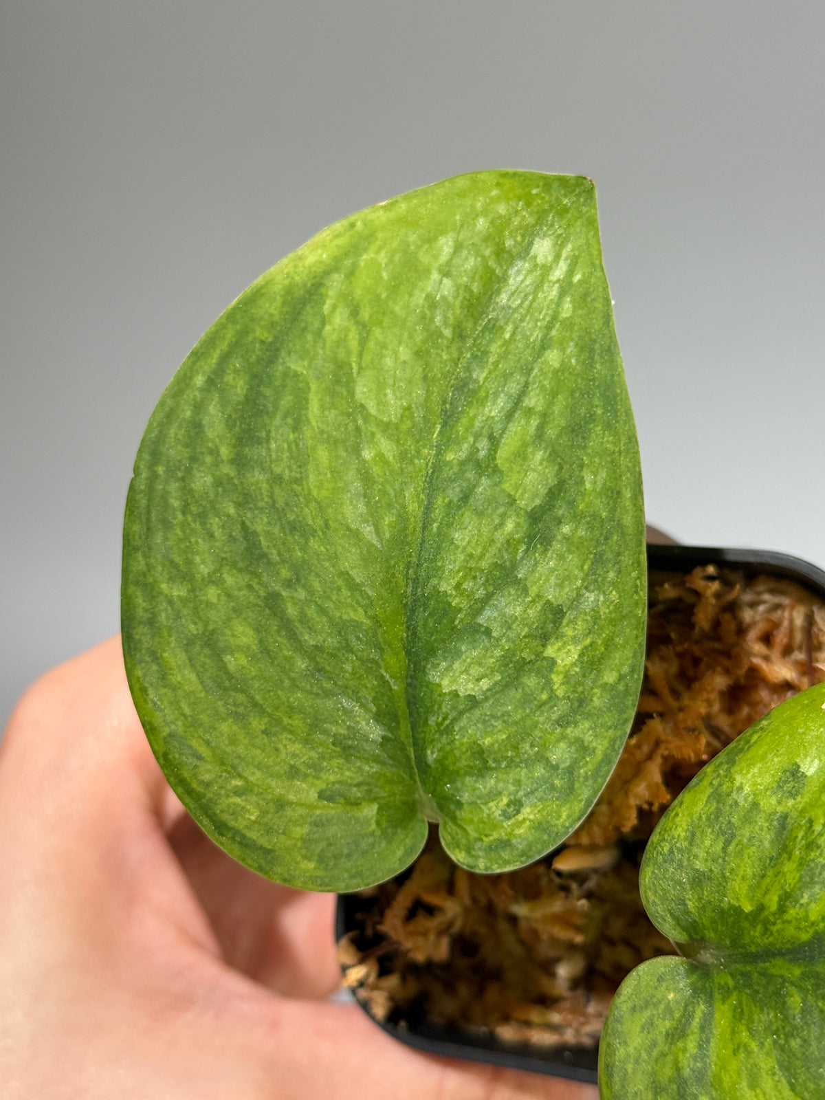 スキンダプサス グリーン ドラゴン / Scindapsus Green dorgon (2)