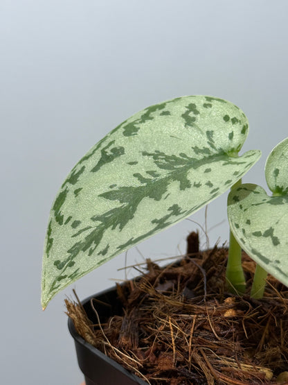 スキンダプサス シルバーレディ / Scindapsus silver lady (4)