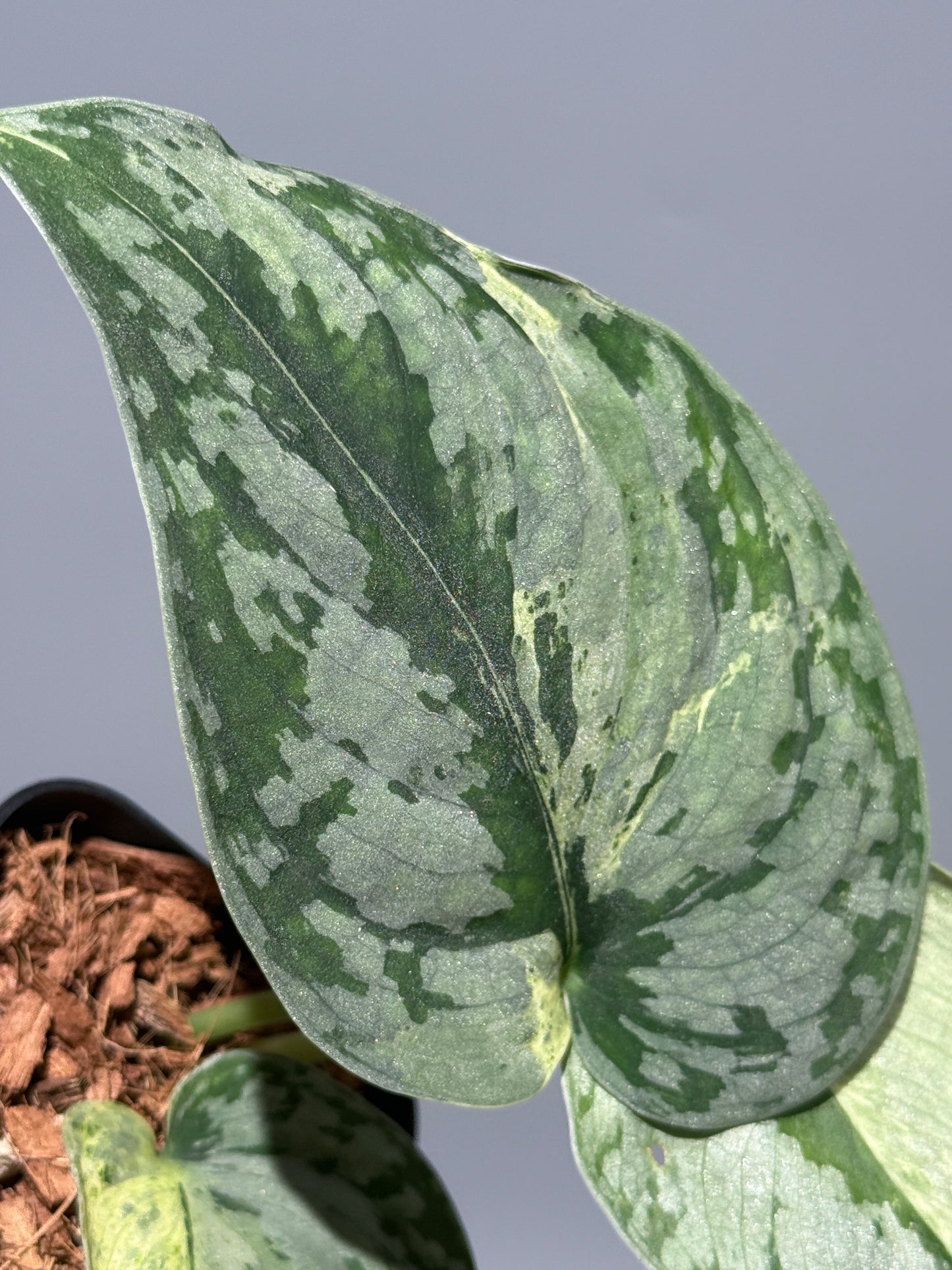 スキンダプサス スーパームーン チリン / Scindapsus Supermoon tilung (1)