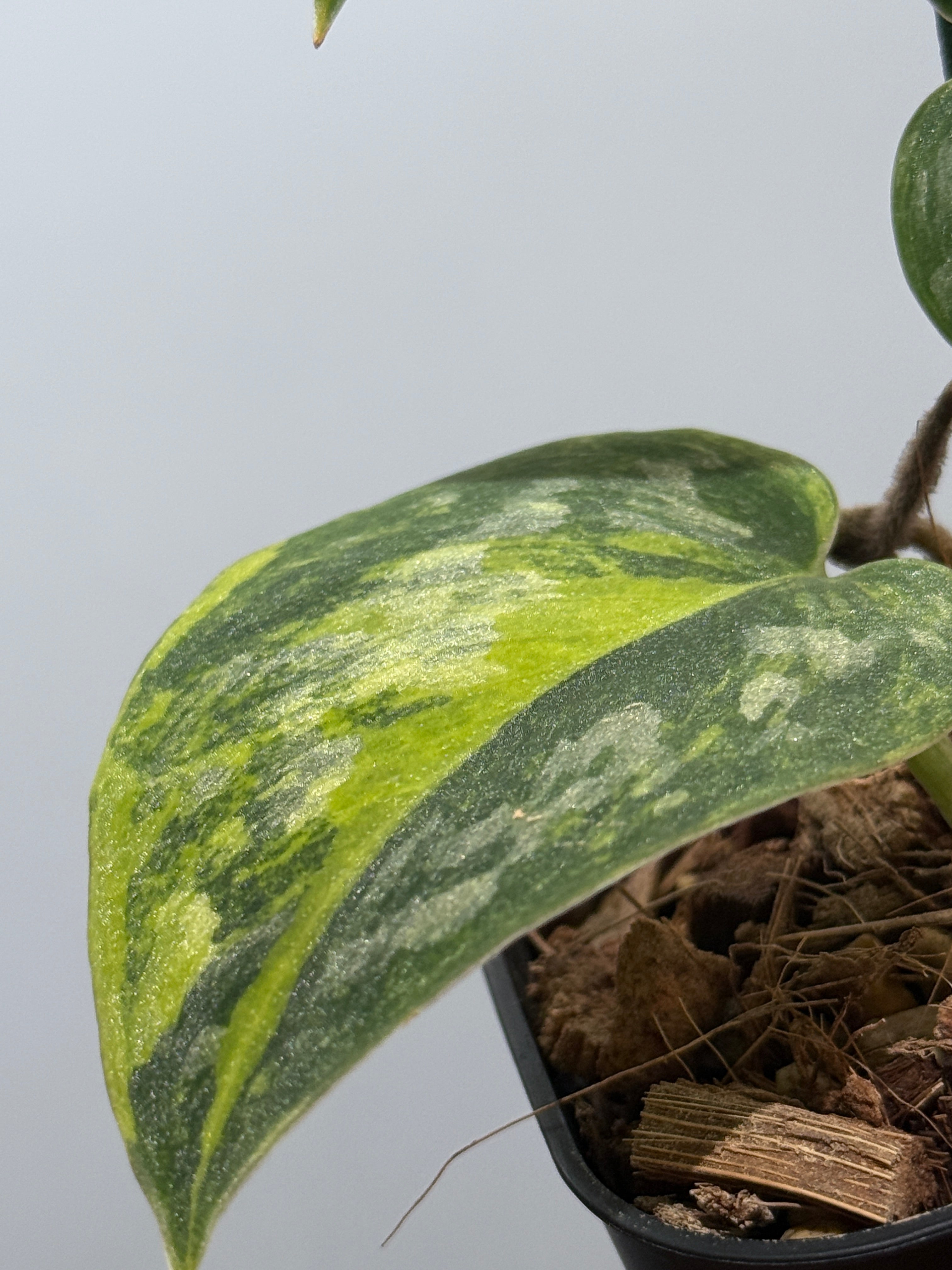 スキンダプサス グリーン ダイヤモンド / Scindapsus Green diamond(2