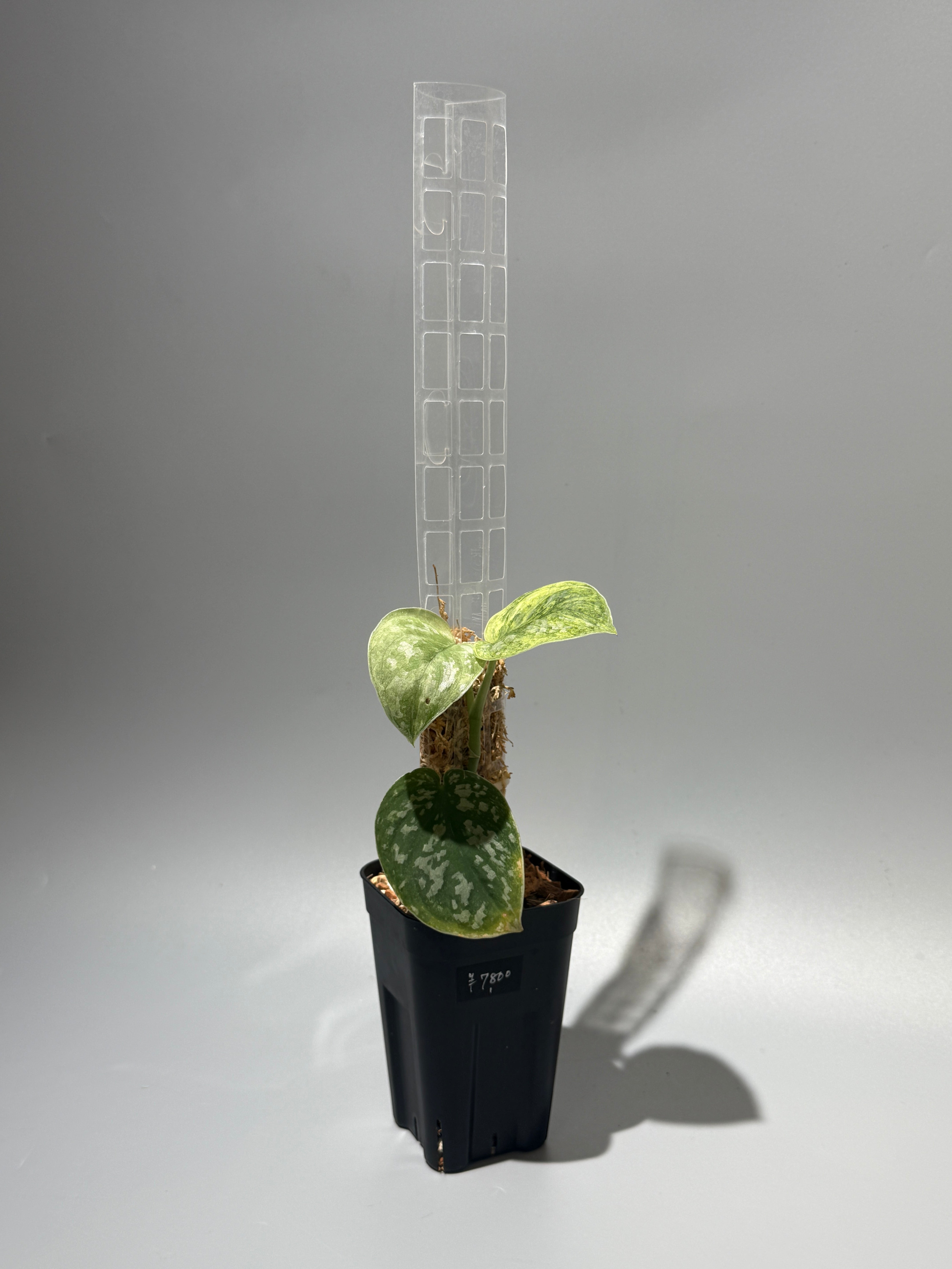 商品 Rie❗️スキンダプサス　オーレア　ネビュラ – Nakayama-Plants – 3 Page モンステラ・ポトス