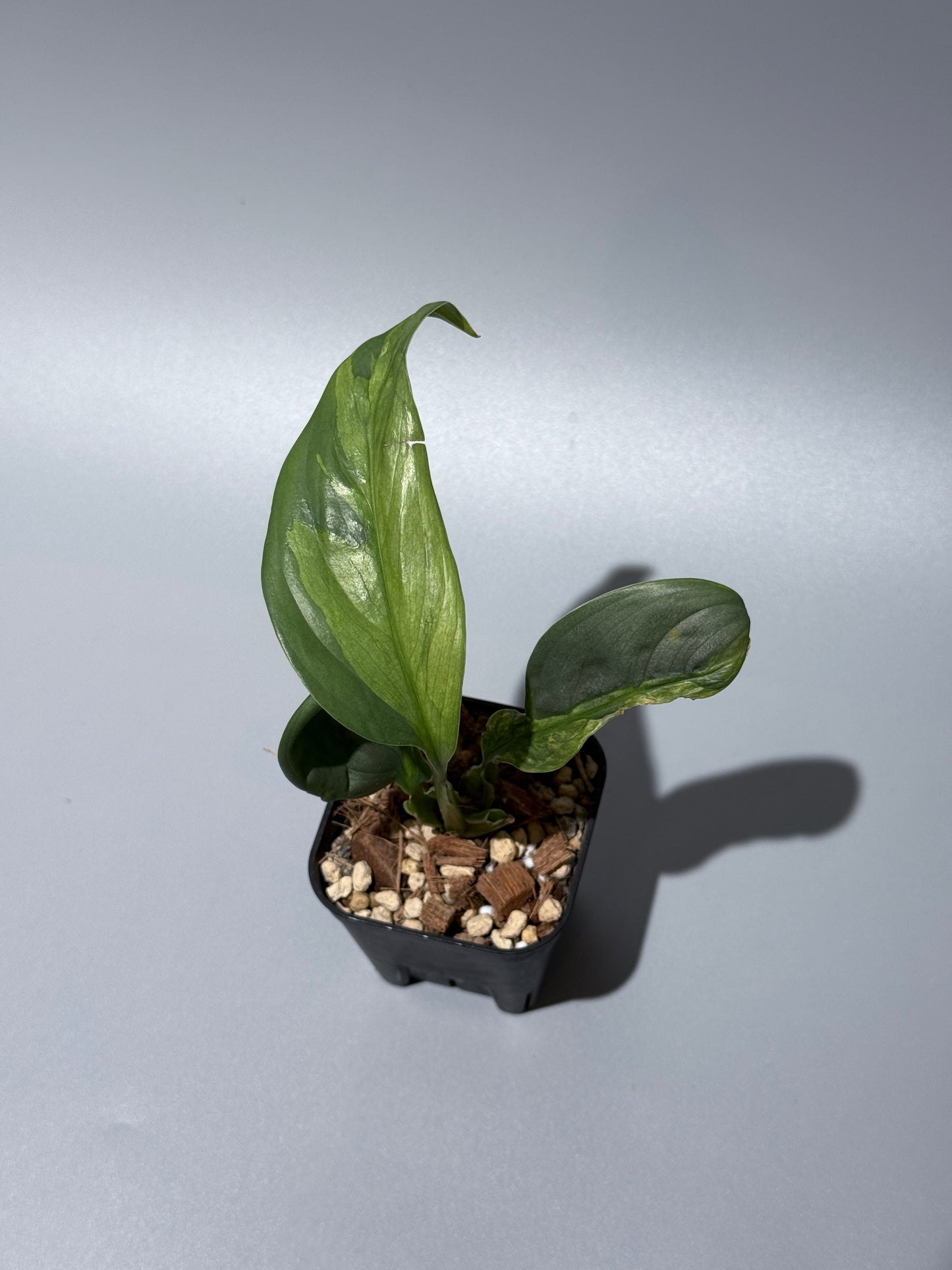 スキンダプサス ペラケンシス ブルーラバ / Scindapsus Perakensis blue lava (1)