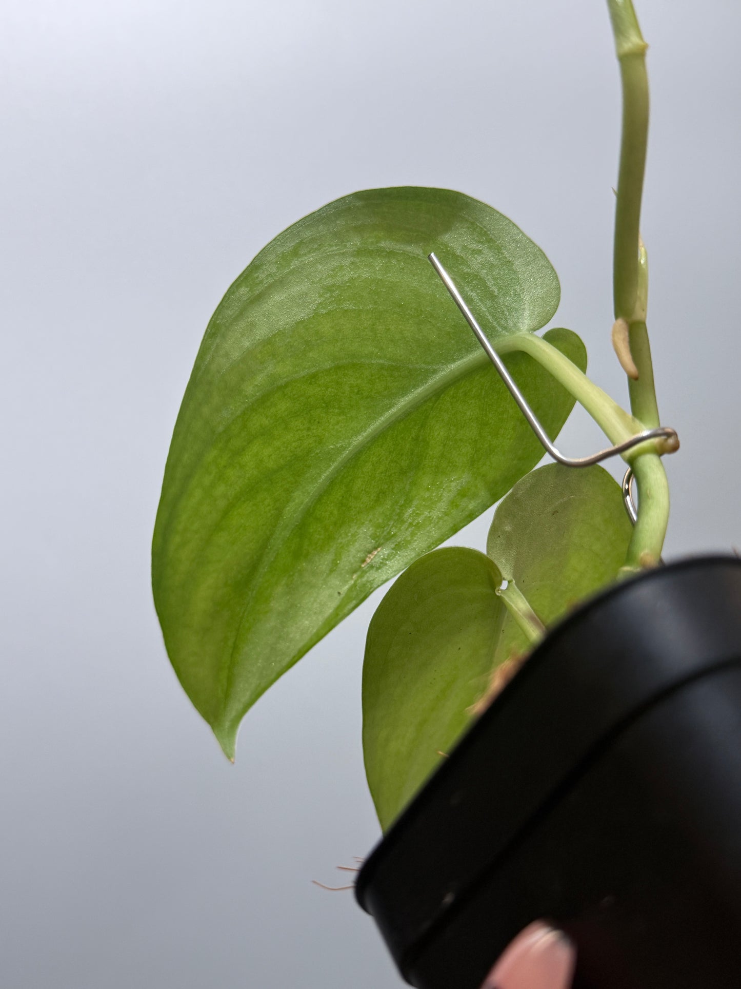 スキンダプサス エリンダ / Scindapsus Erlinda (3)