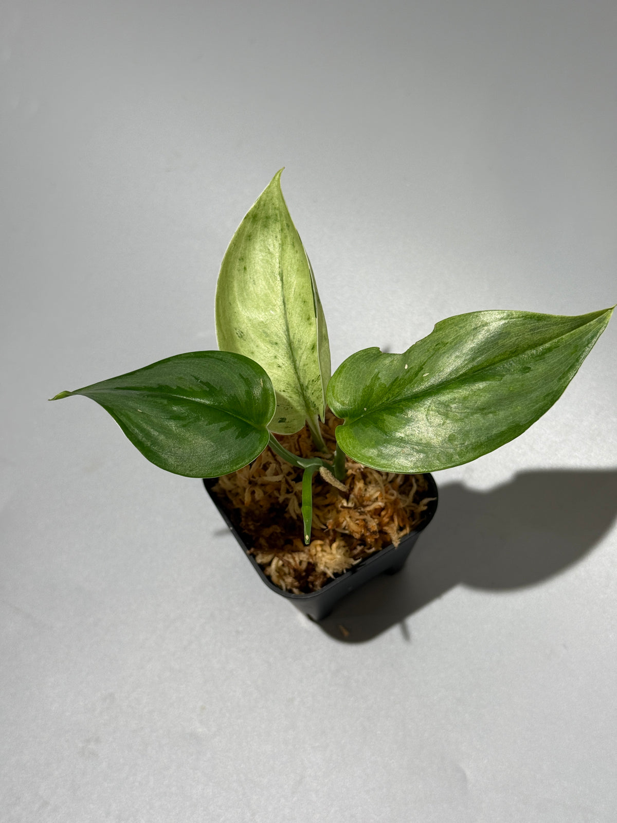 スキンダプサス スーパースター/ Scindapsus Treubii super star (1)