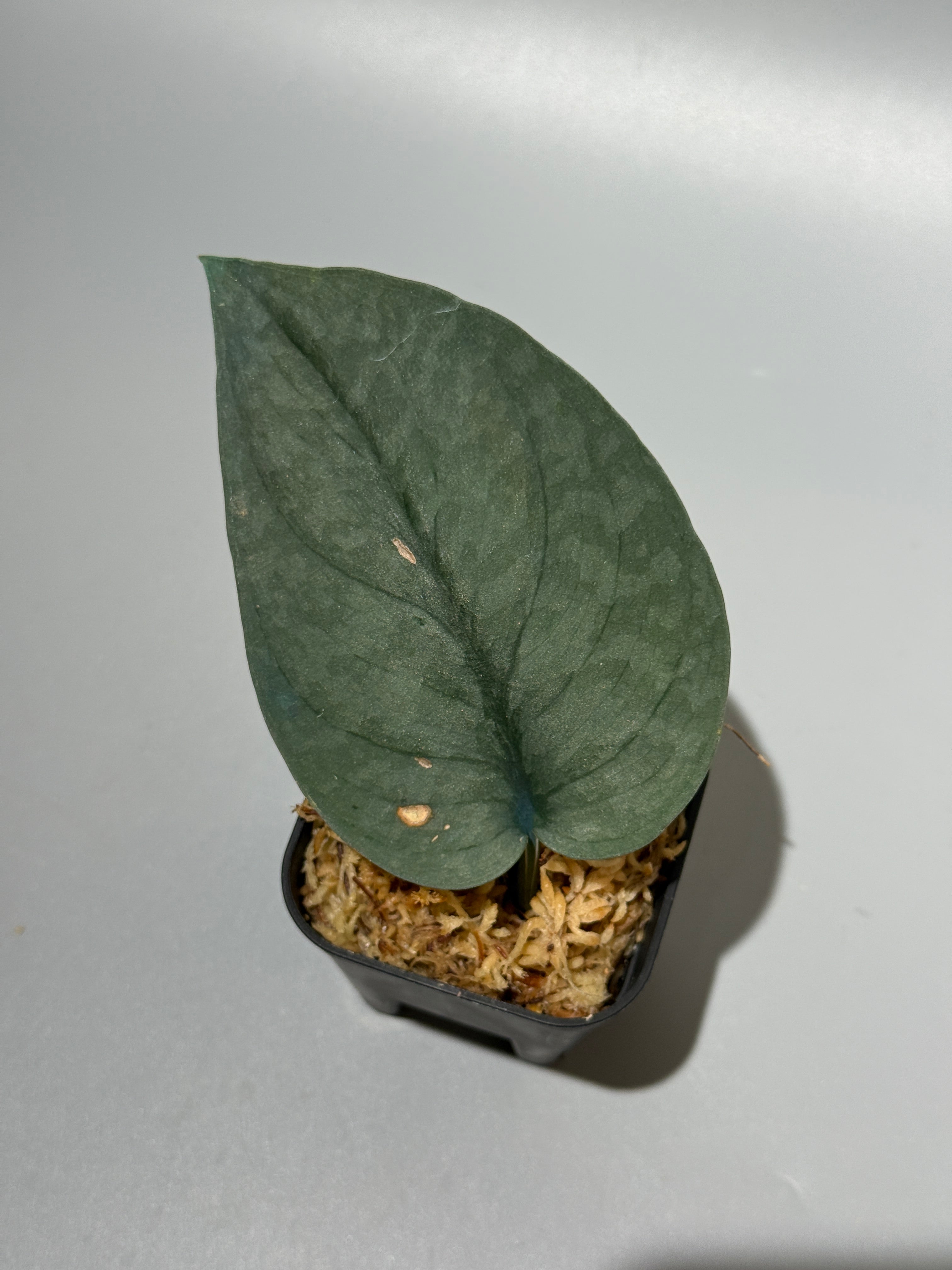 All Plants – Nakayama-Plants