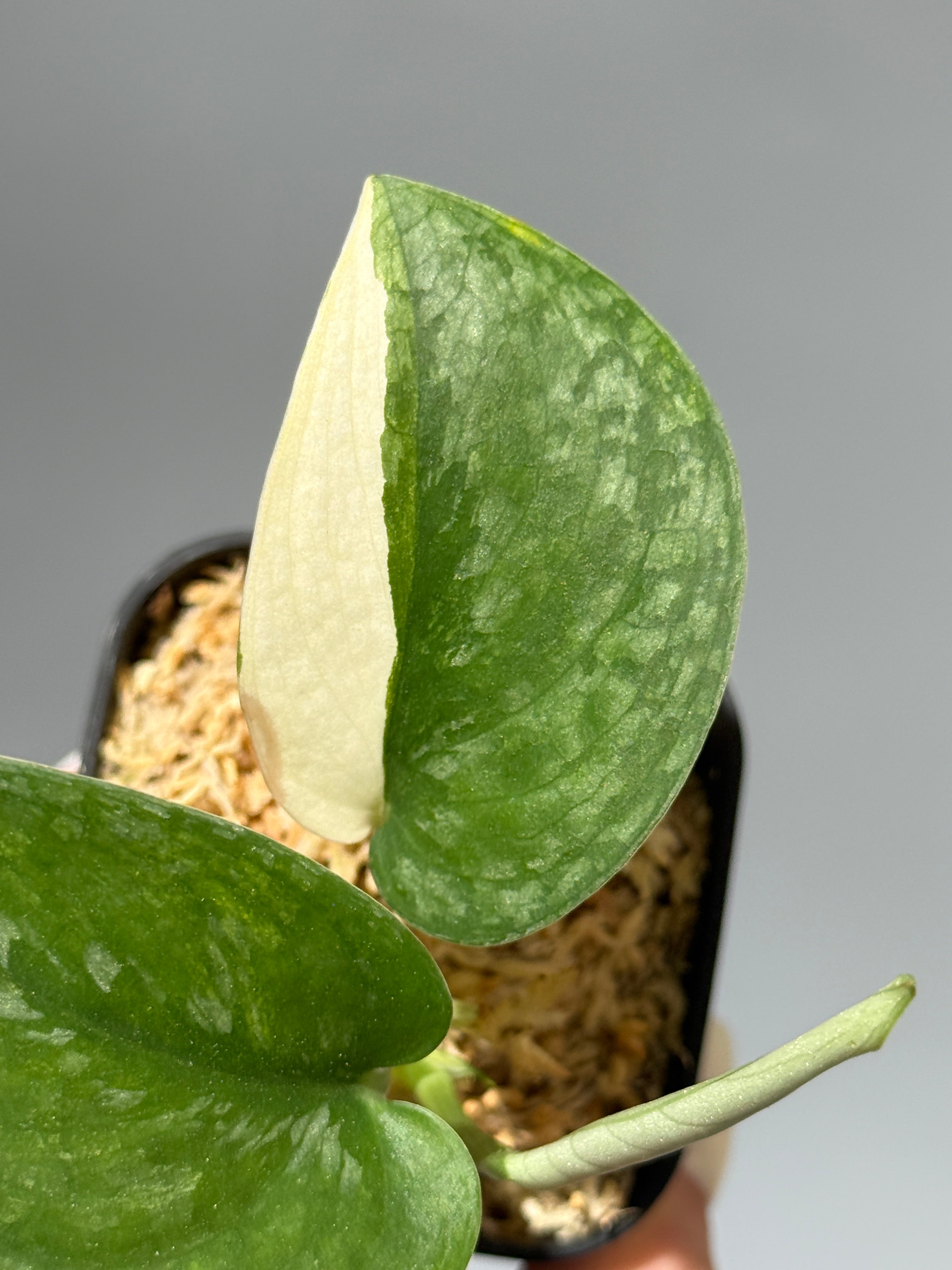 All Plants – Nakayama-Plants