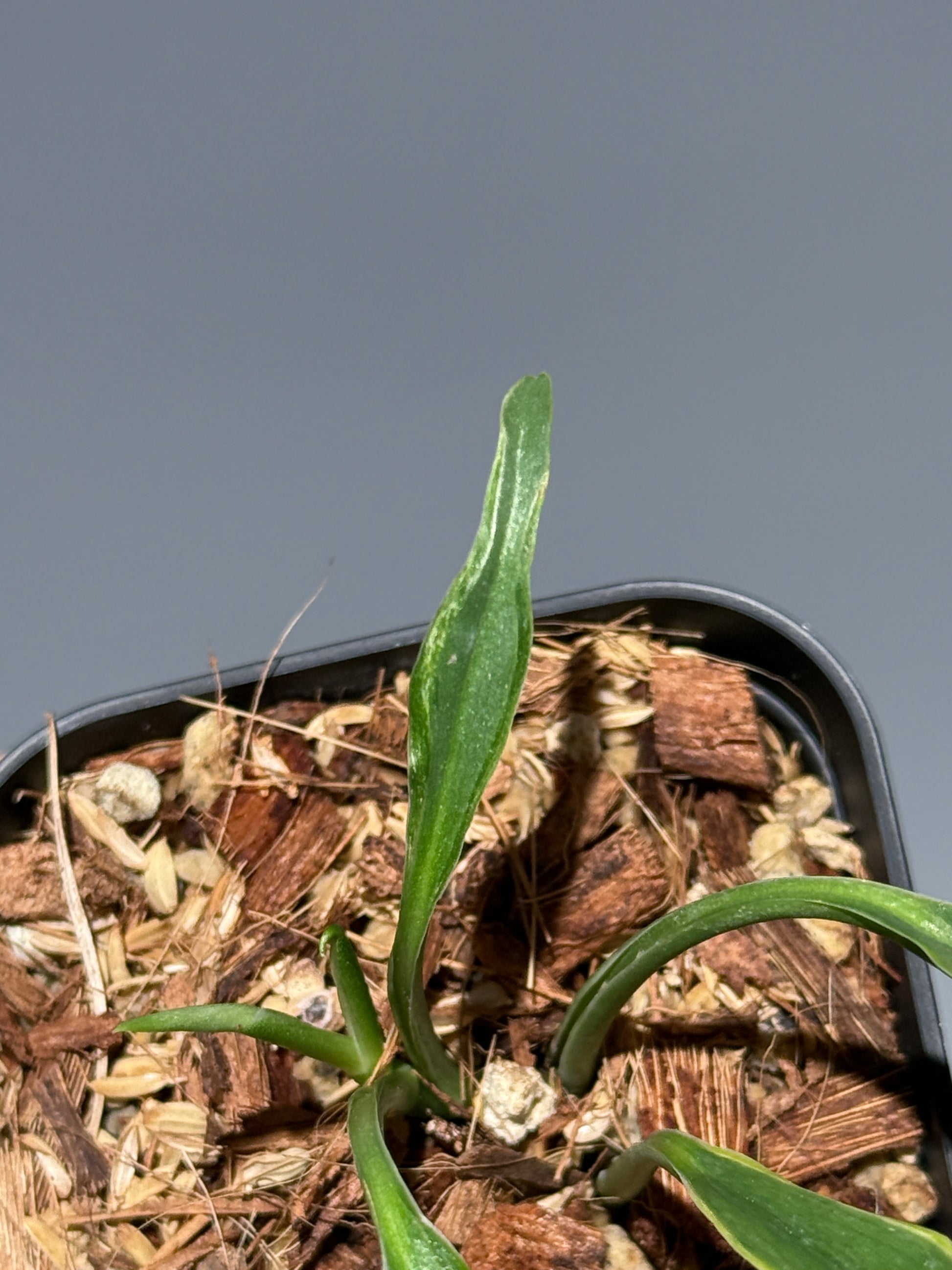 スキンダプサス トレビー ラバ リップスティック / Scindapsus Treubii lava lipstick (1)