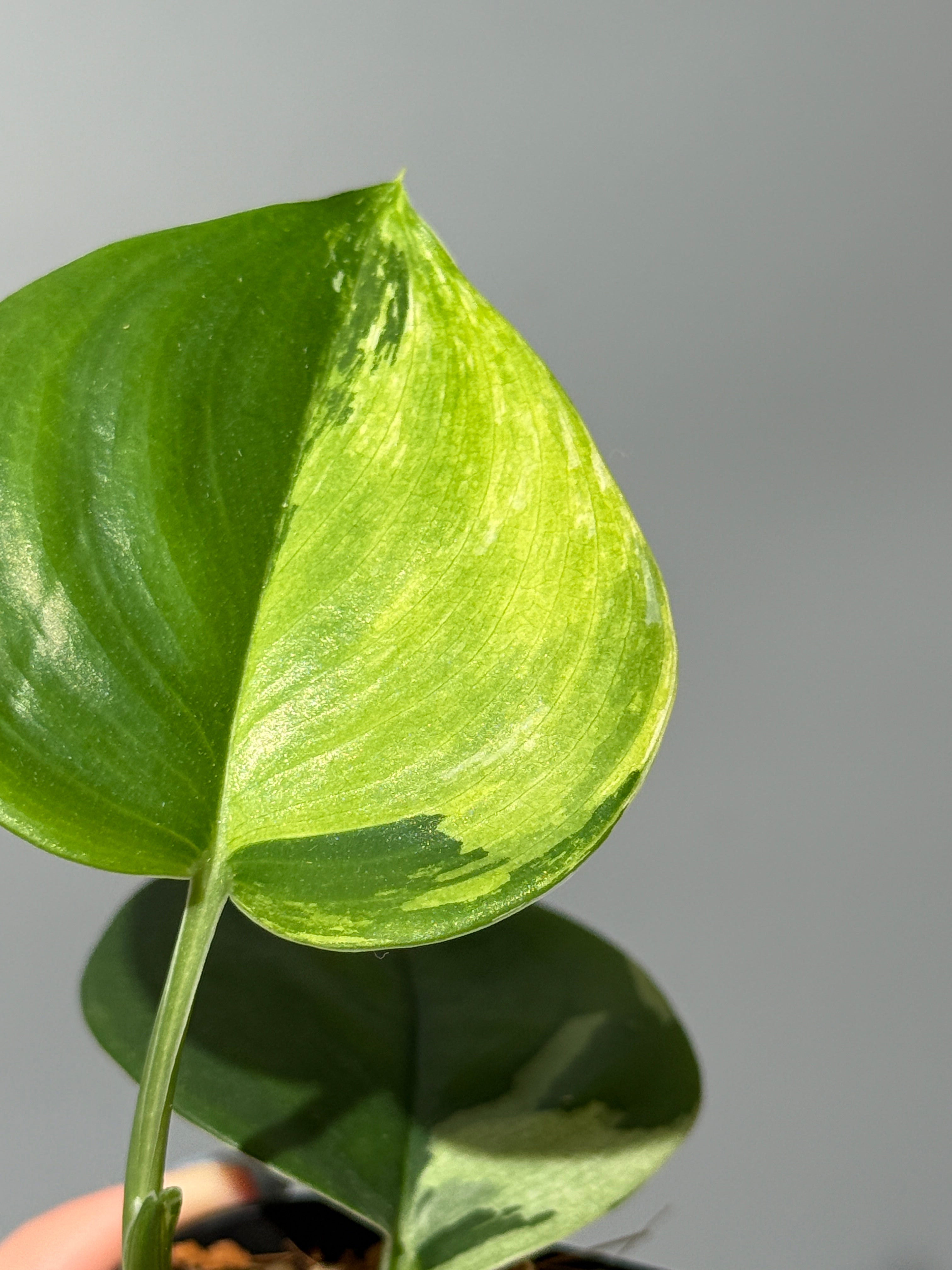 All Plants – Nakayama-Plants