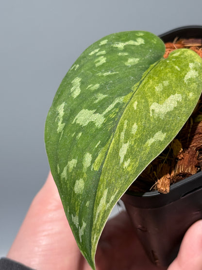 スキンダプサス マッチャ / Scindapsus matcha (4)