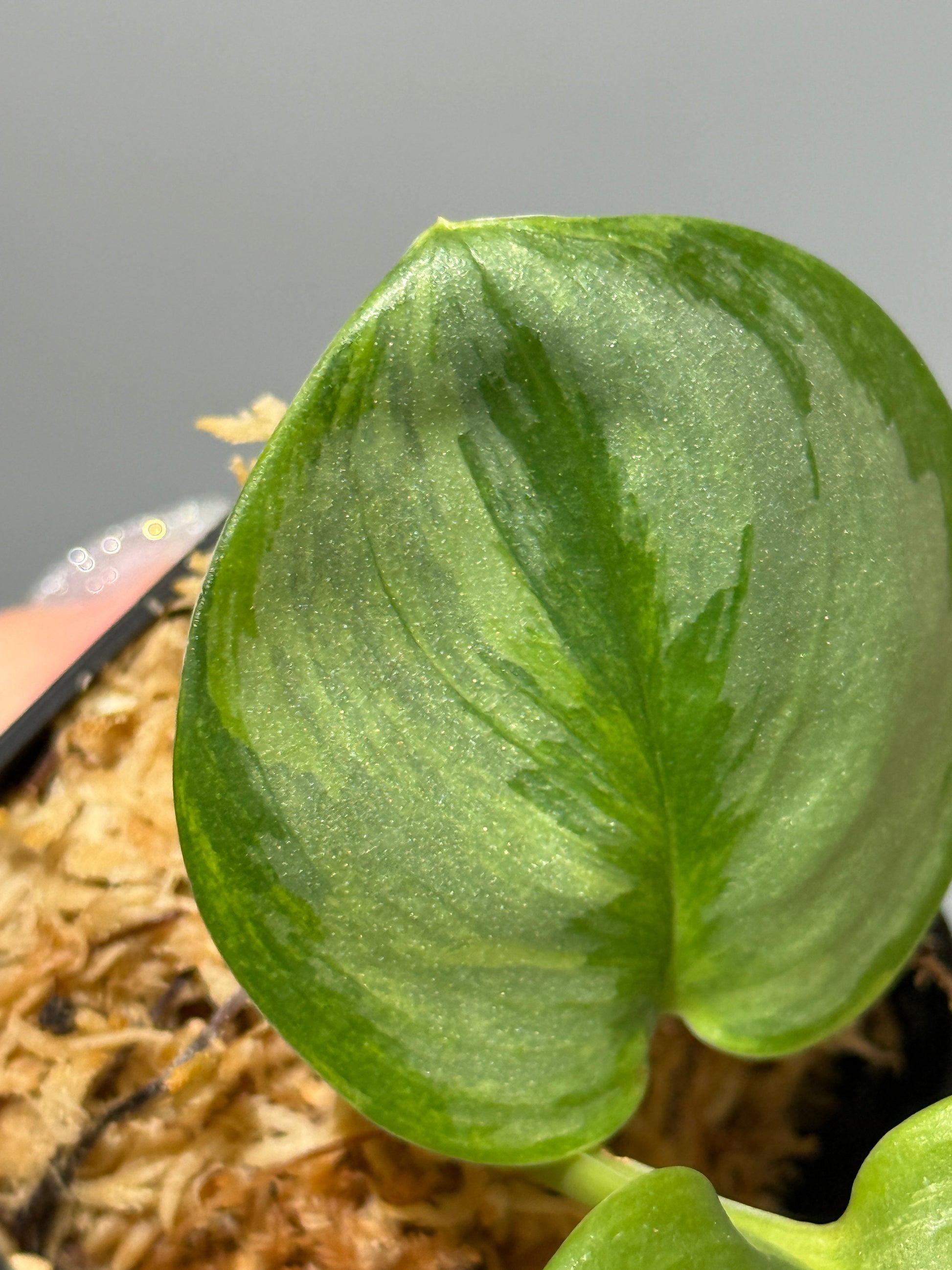 スキンダプサス ルビコン 斑入り  / Scindapsus Rubicon var.  (1)