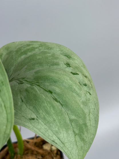 スキンダプサス sp.ジャンビ / Scindapsus sp.jambi (2)