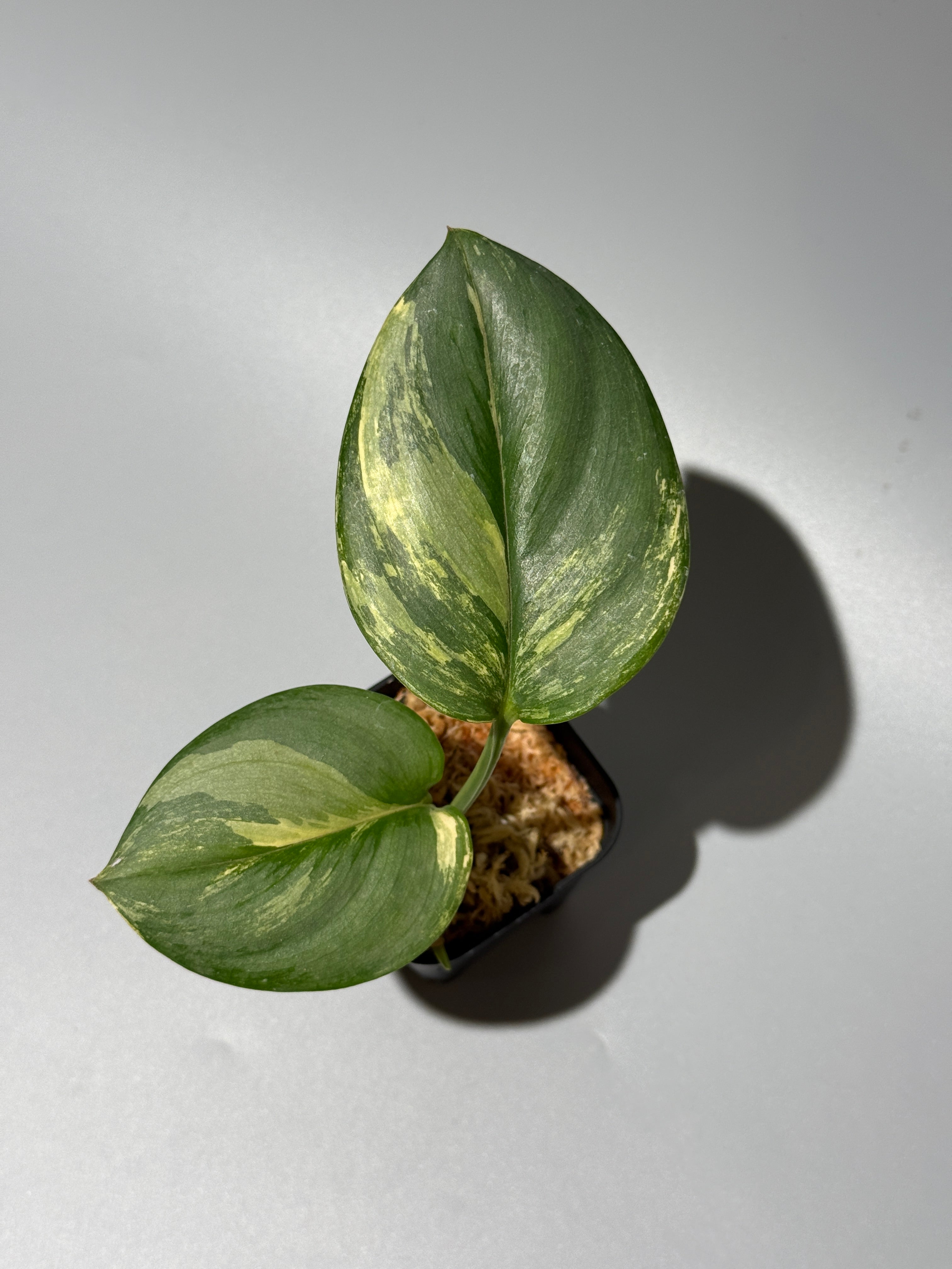 Nakayama Plants公式オンラインストア｜スキンダプサス専門店
