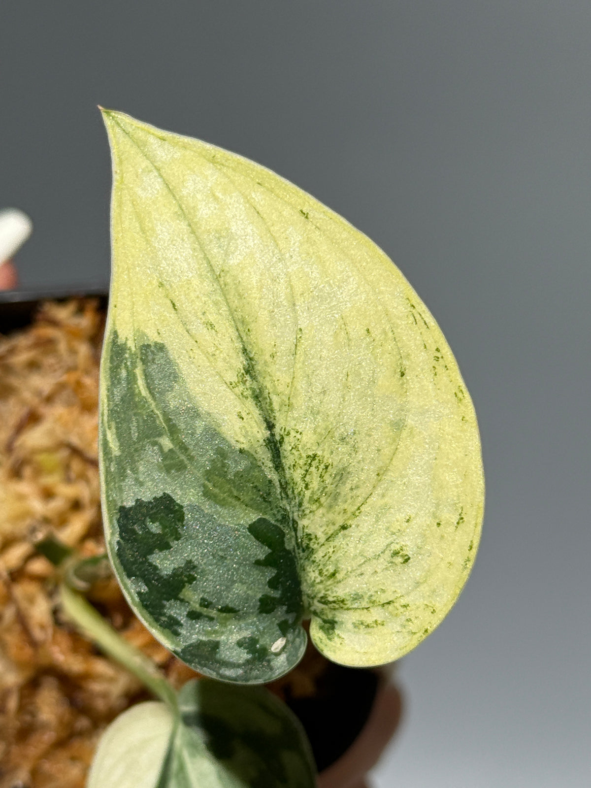 スキンダプサス マヤリ / Scindapsus mayari (1)