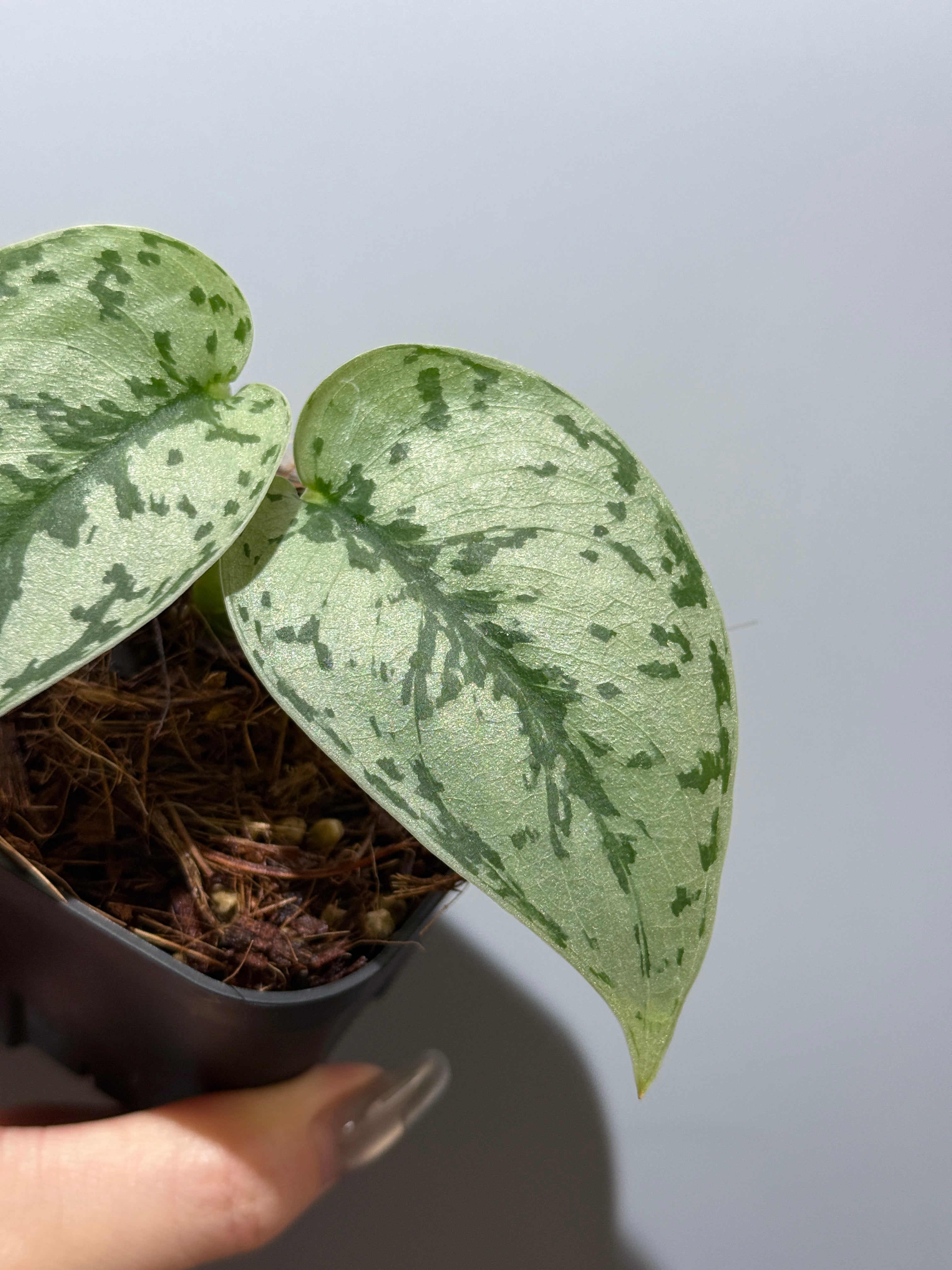 スキンダプサス シルバーレディ / Scindapsus silver lady (4