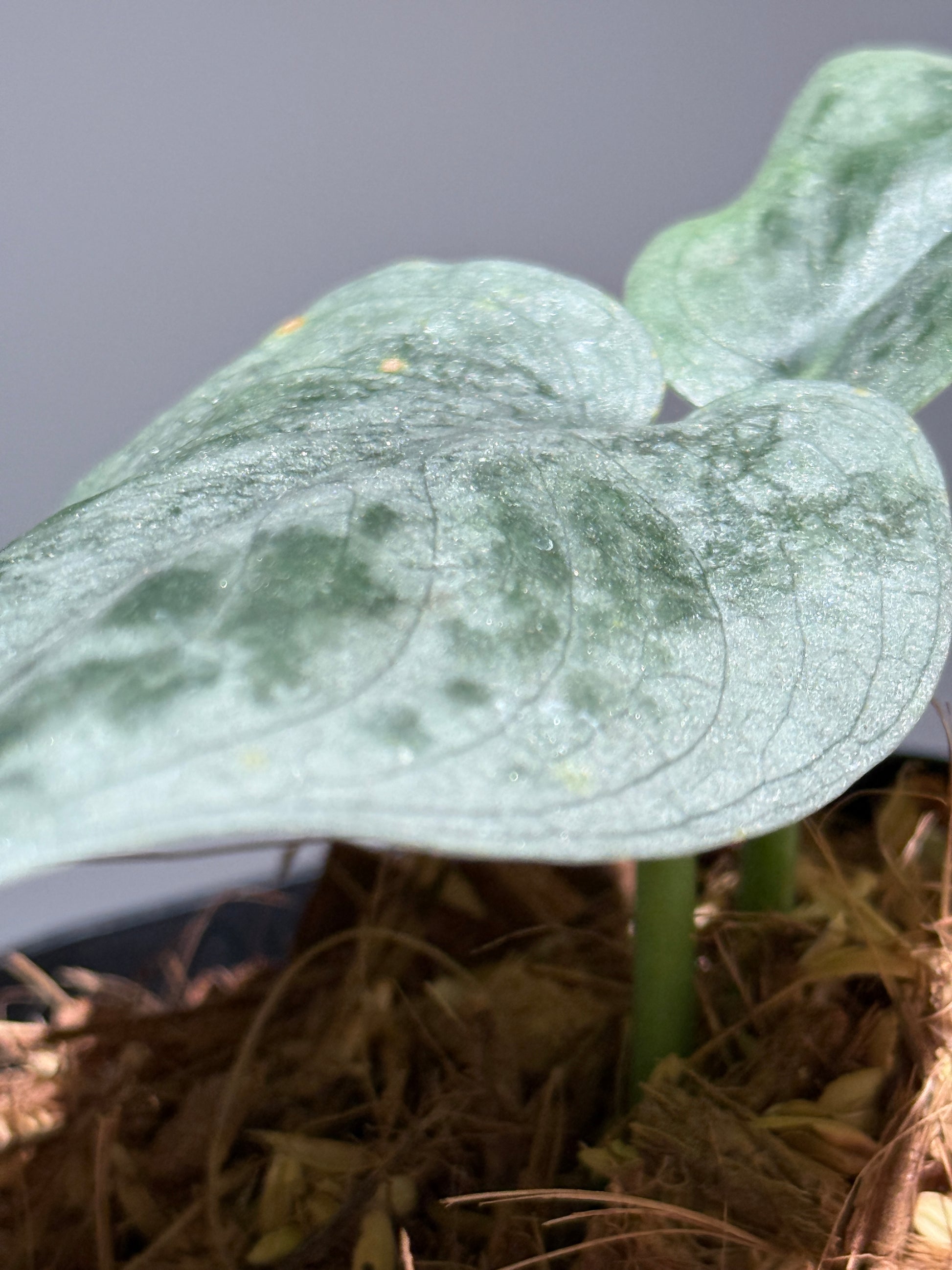 スキンダプサス  タトゥー / Scindapsus Tatoo (2)