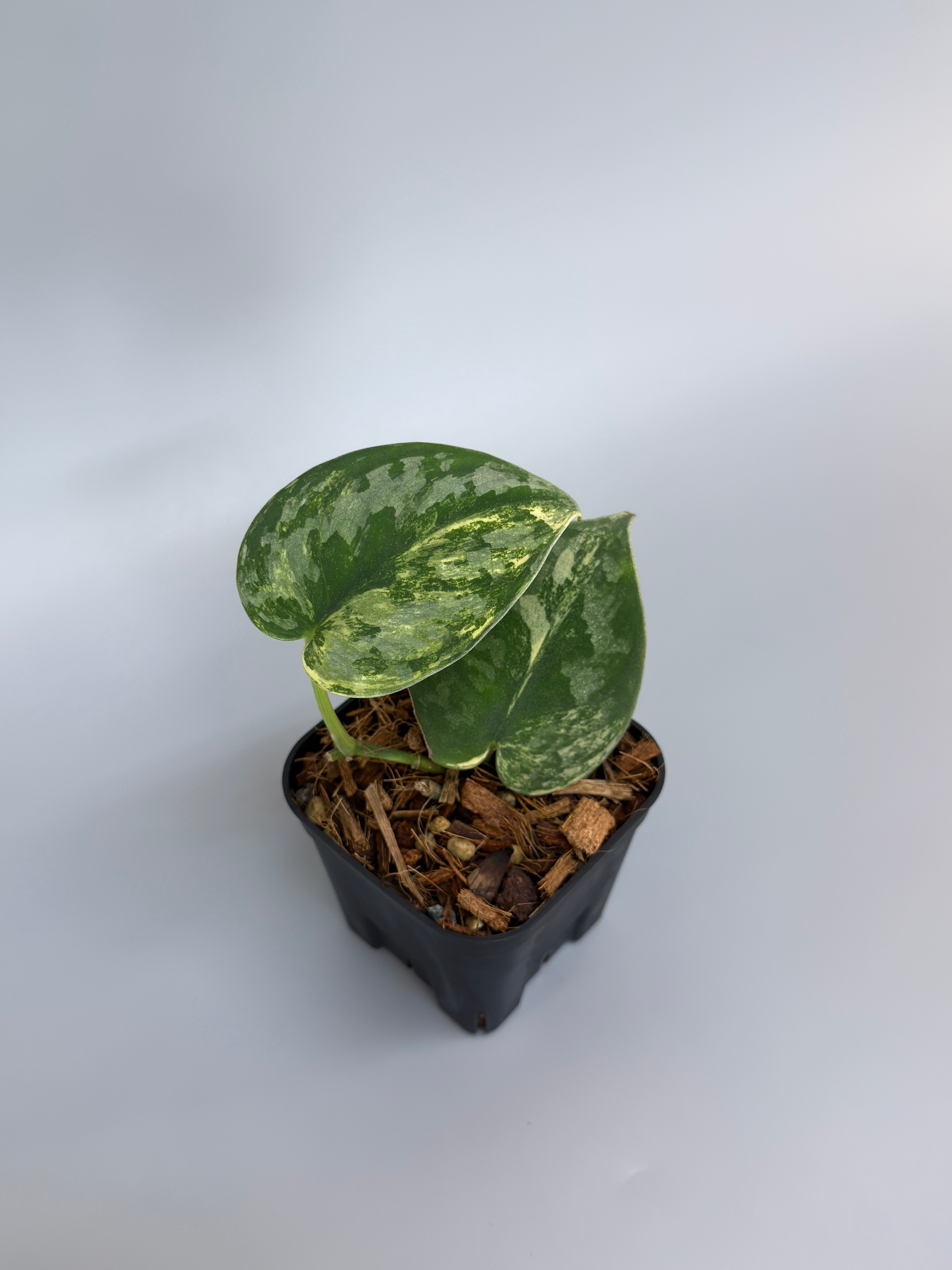 All Plants – Page 2 – Nakayama-Plants