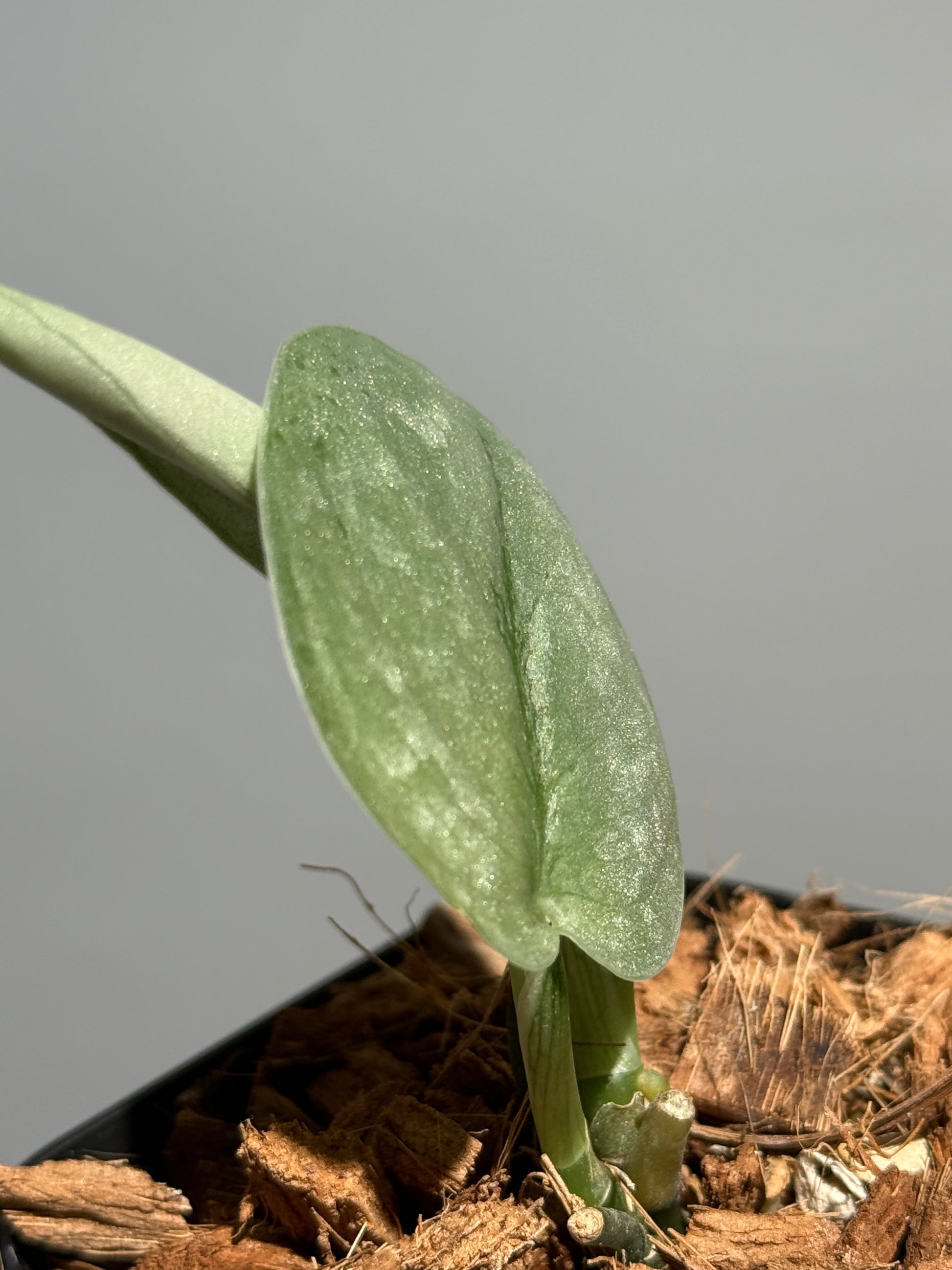 スキンダプサス シルバー スポット sp.カリマンタン / Scindapsus Silver spot sp.Kalimantan (1)