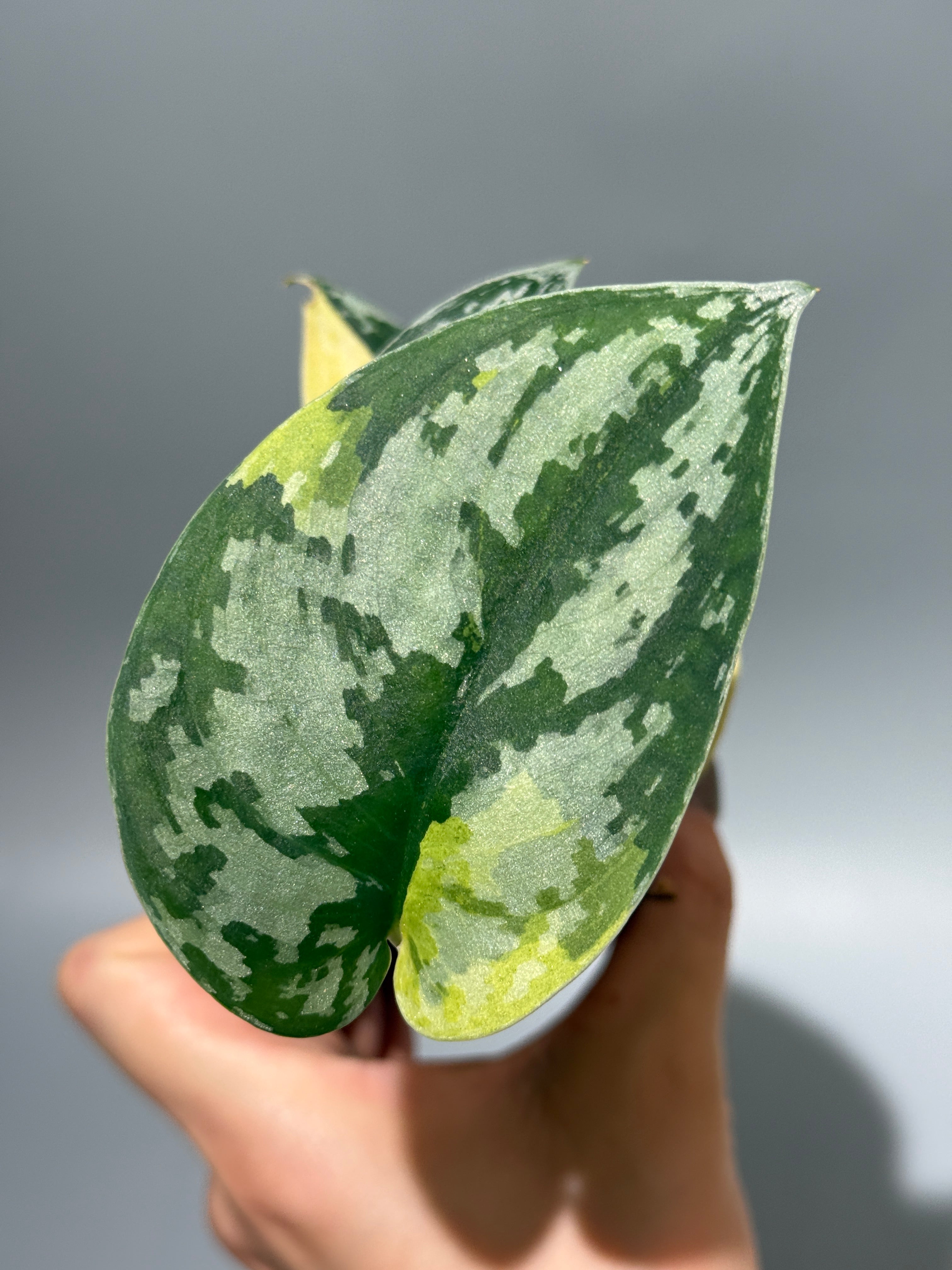 スキンダプサス・ピクタス・マハリカ　 大葉1 スキンダプサス マハリカ / Scindapsus maharlika (1) – Nakayama-Plants