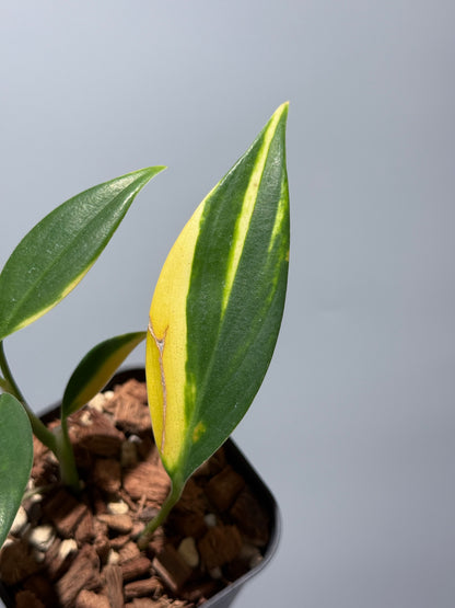 スキンダプサス コリアセウス イエロー / Scindapsus coriaceus yellow (2)