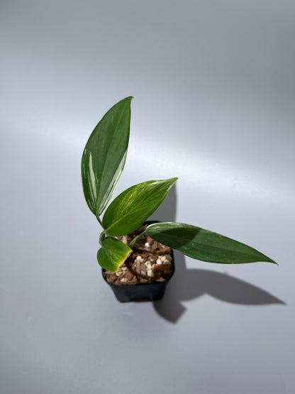 スキンダプサス コリアセウス アルボ / Scindapsus coriaceus albo (1)