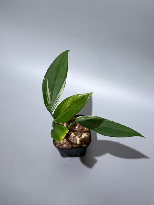 スキンダプサス コリアセウス アルボ / Scindapsus coriaceus albo (1)