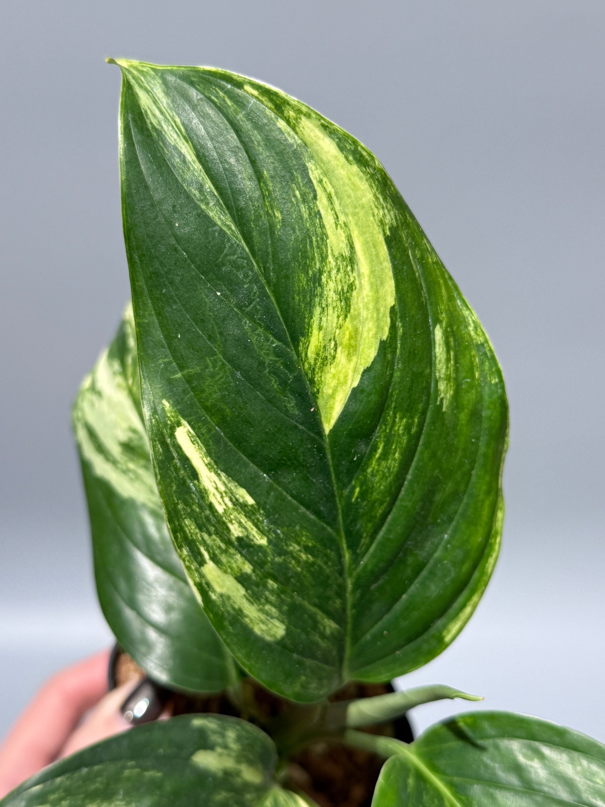 スキンダプサス ペラケンシス 斑入り / Scindapsus Perakensis var. (1)