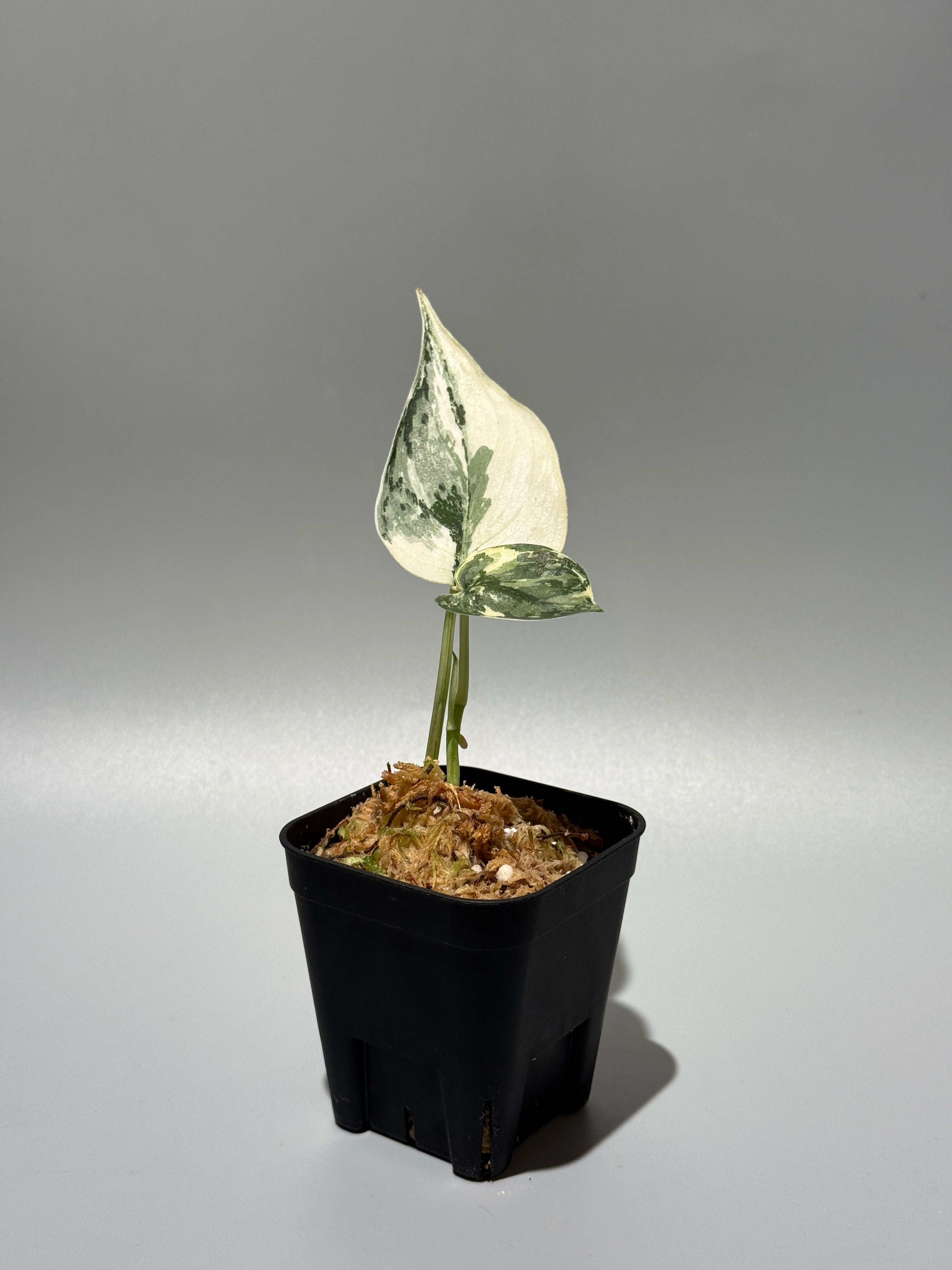 スキンダプサス・マリポーサ斑入り　1 スキンダプサス マリポーサ / Scindapsus Mariposa(2) – Nakayama-Plants
