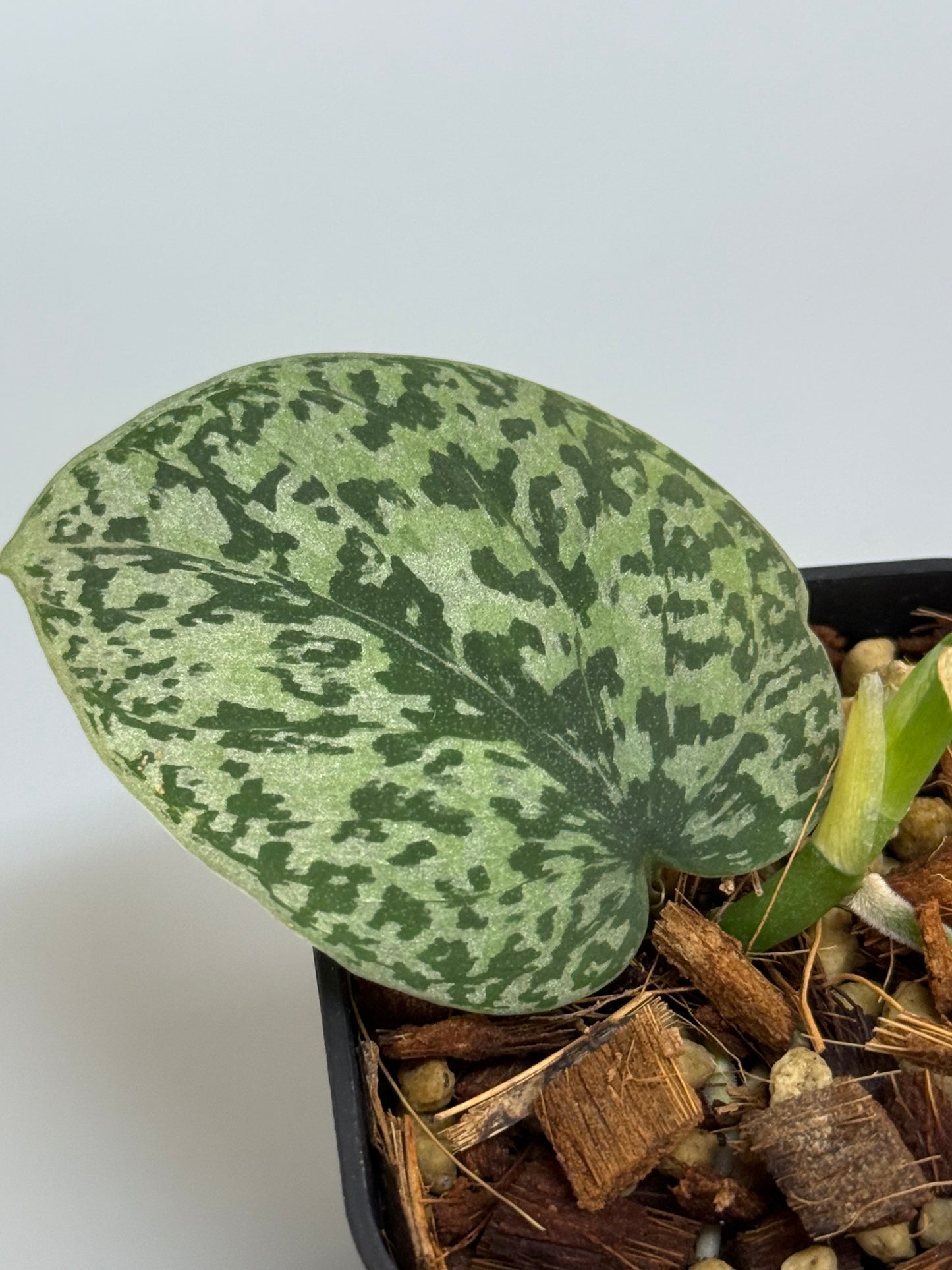 スキンダプサス トリカラー シルバー  / Scindapsus tricolor silver  (1)