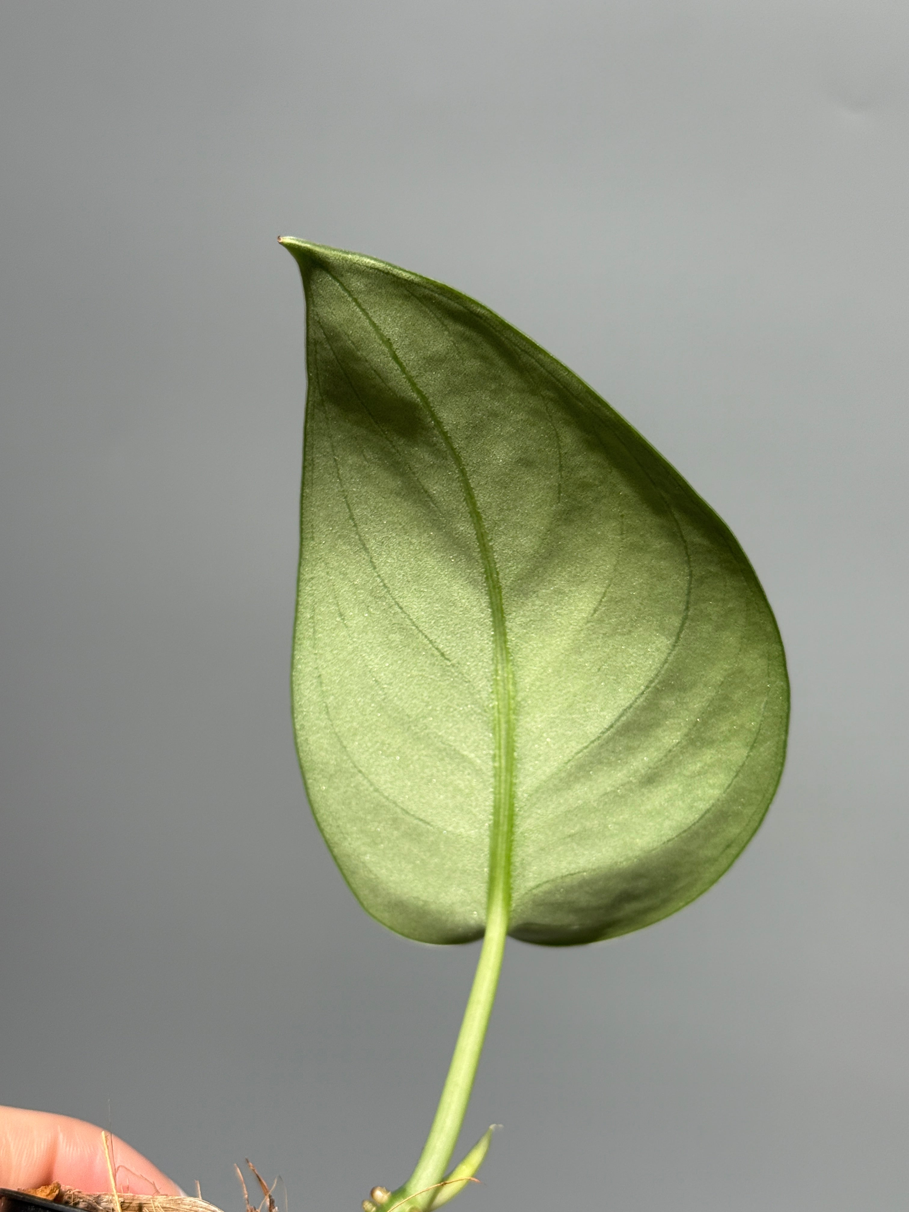 スキンダプサス ガラワ / Scindapsus Garawa (1) – Nakayama-Plants