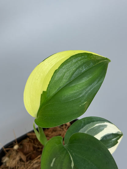 スキンダプサス ブルーアルボ  / Scindapsus Blue albo (3)