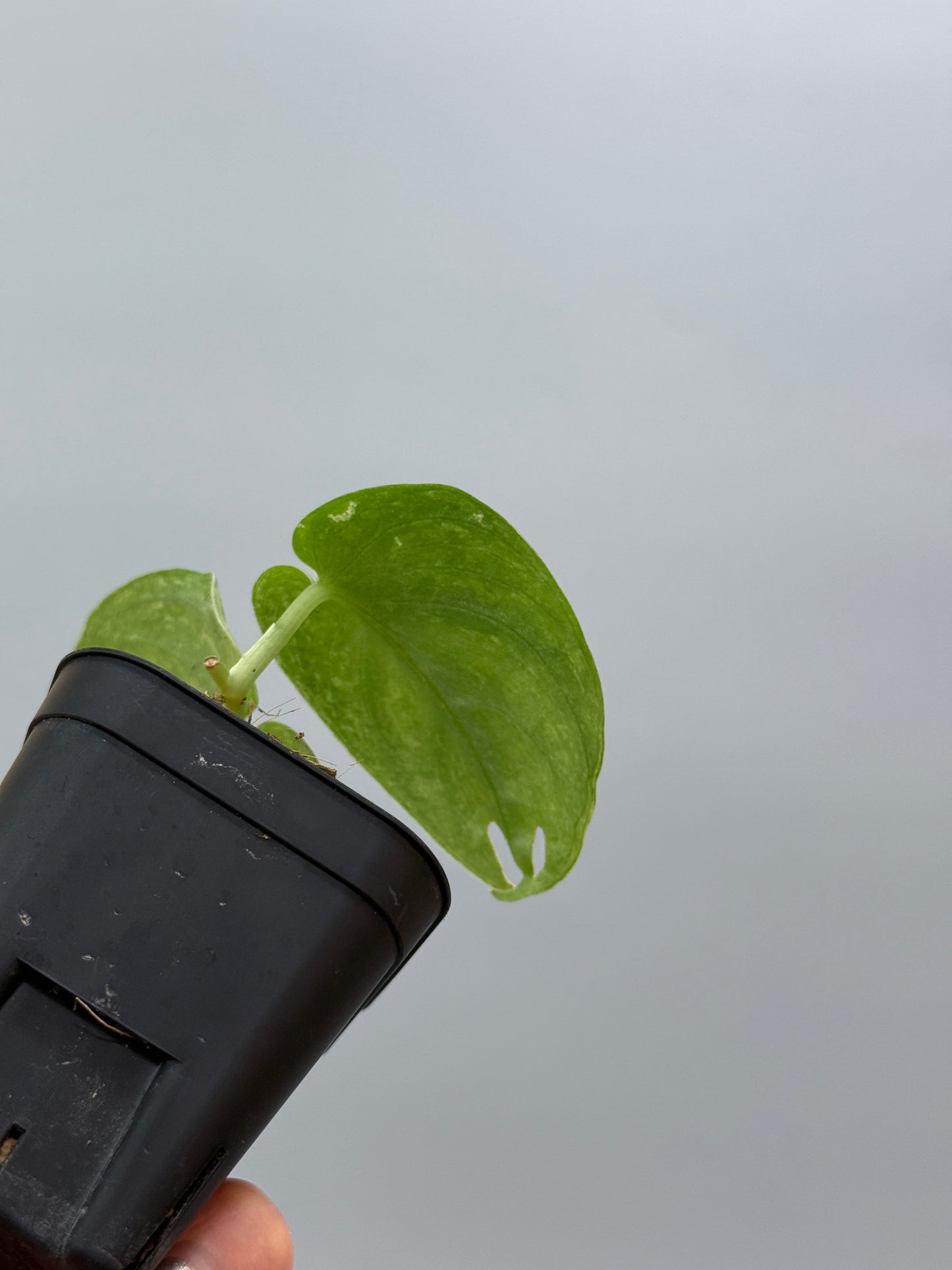 スキンダプサス ネビュラ / Scindapsus Nebula (2)