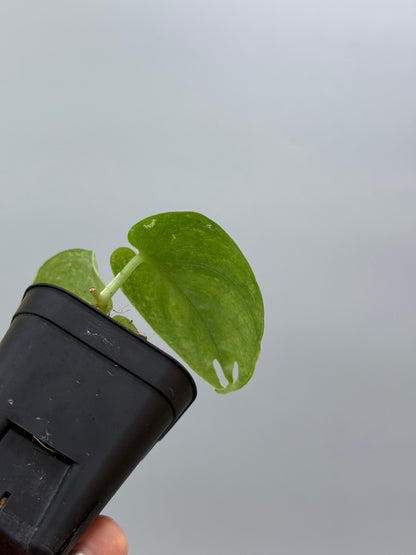 スキンダプサス ネビュラ / Scindapsus Nebula (2)