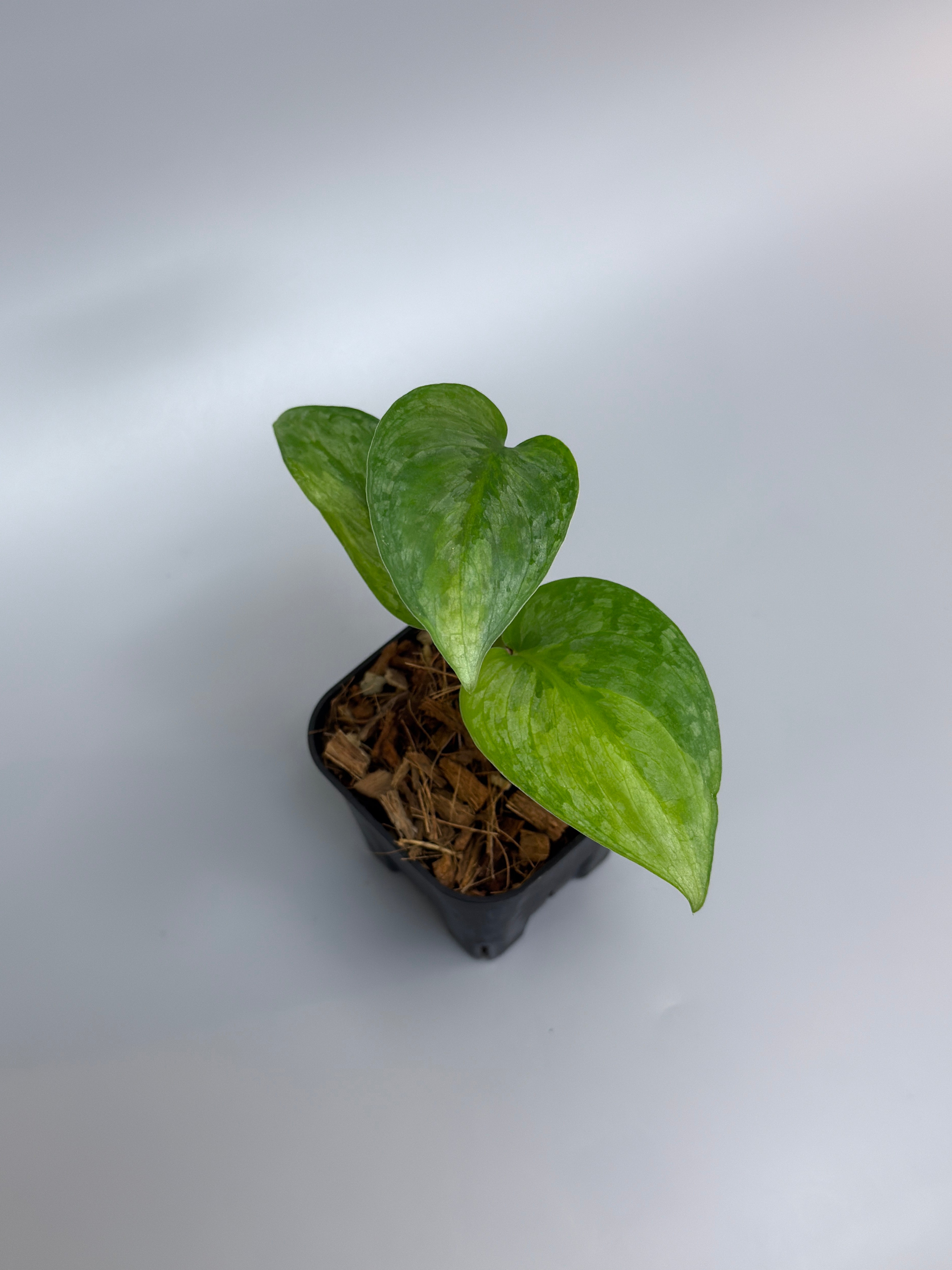 All Plants – Nakayama-Plants